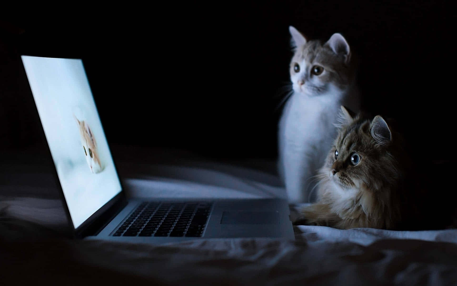 Cute Kittens Watch Cat Video Background