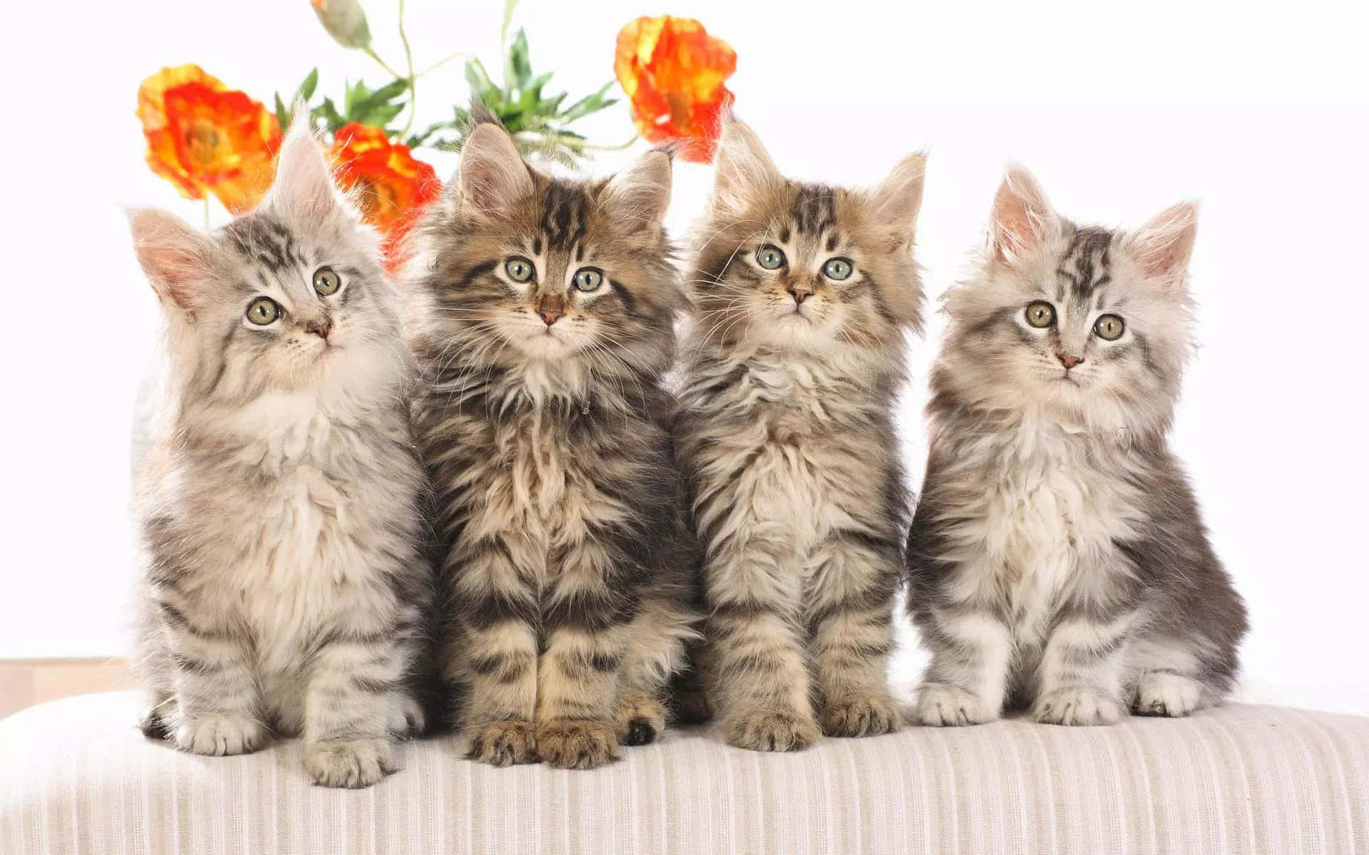 Cute Kittens With Fluffy Grey Fur
