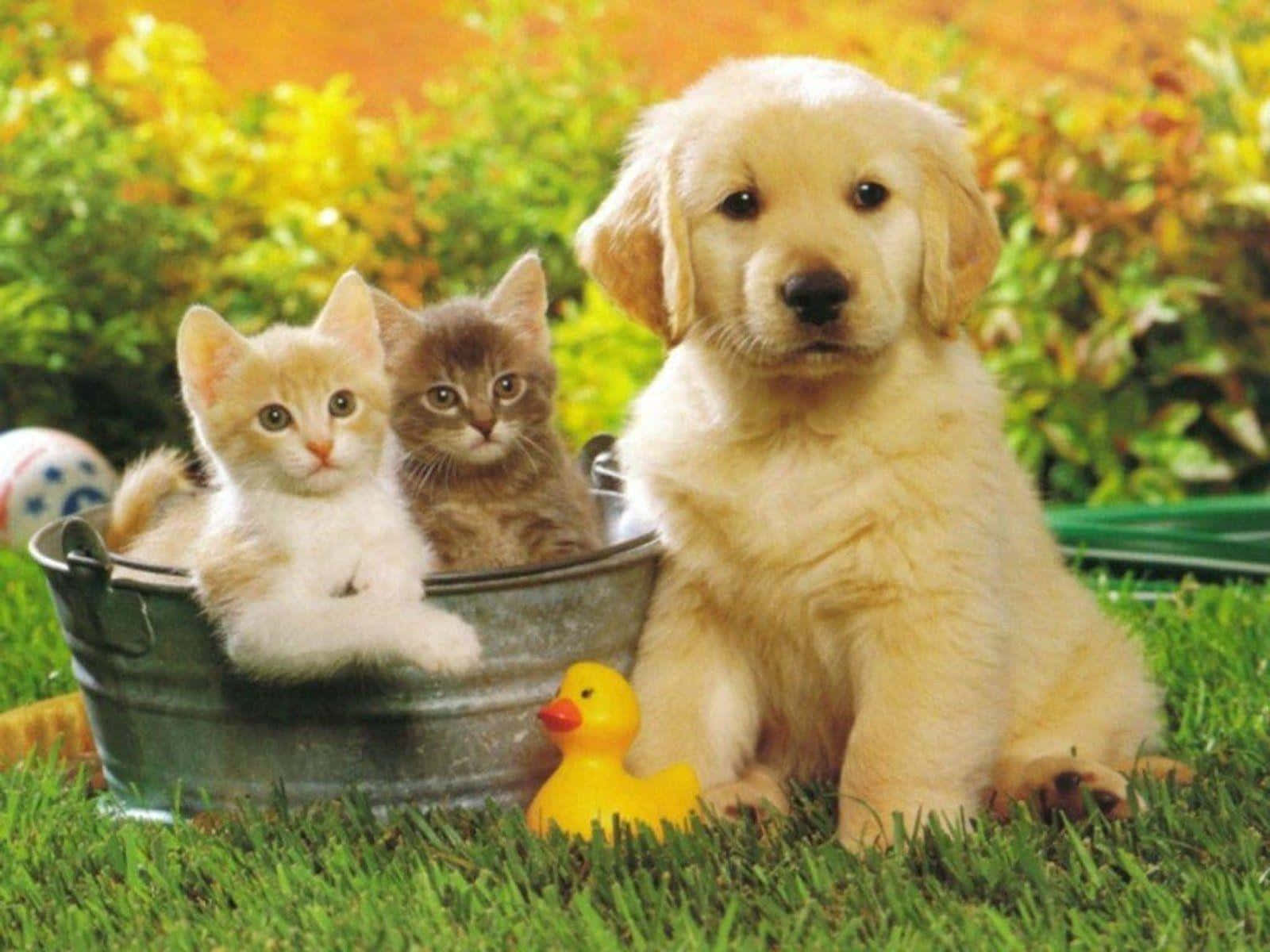 Cute Kittens With Golden Retriever Dog Background