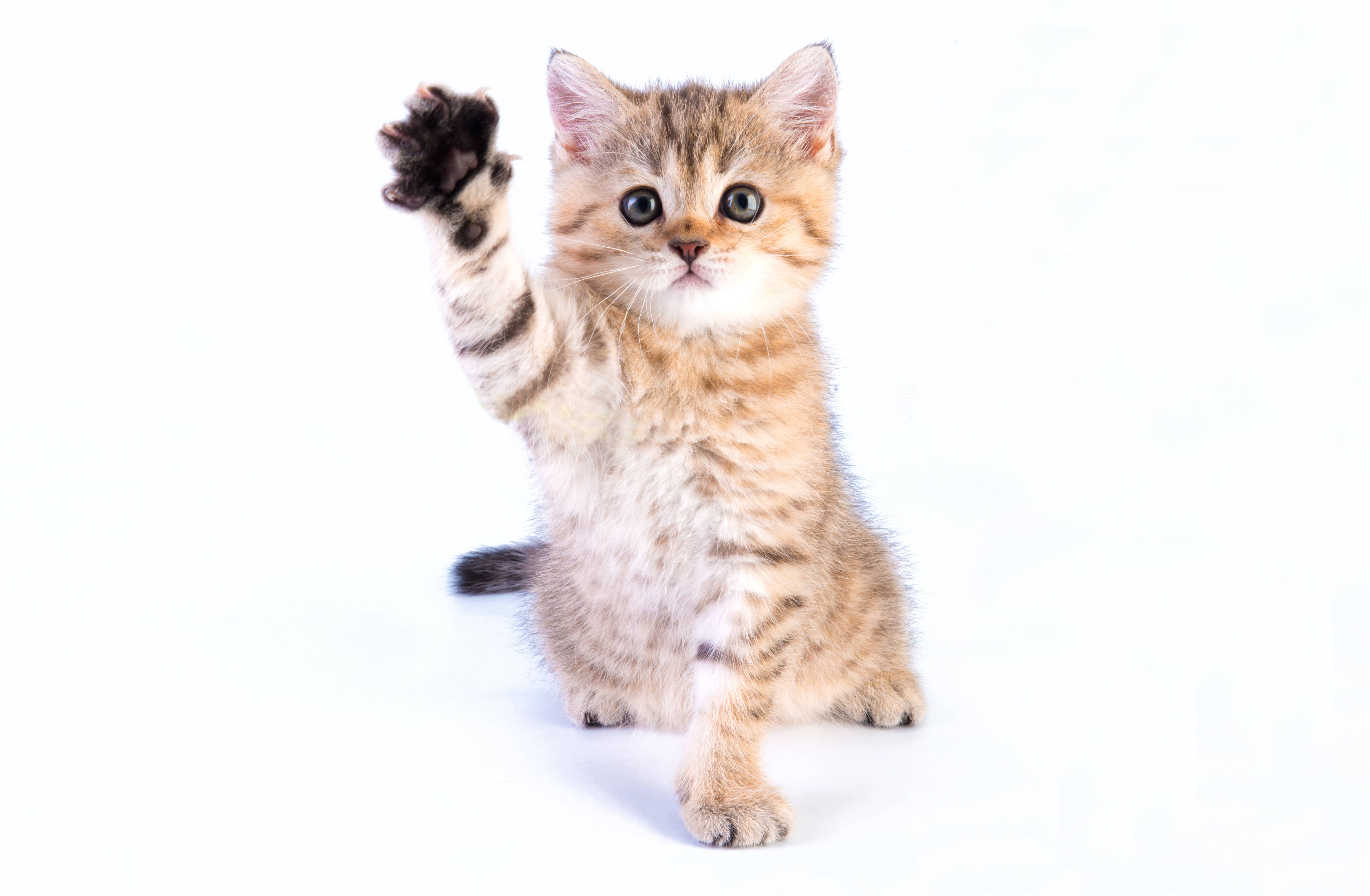 Cute Kitty Giving High Five Background