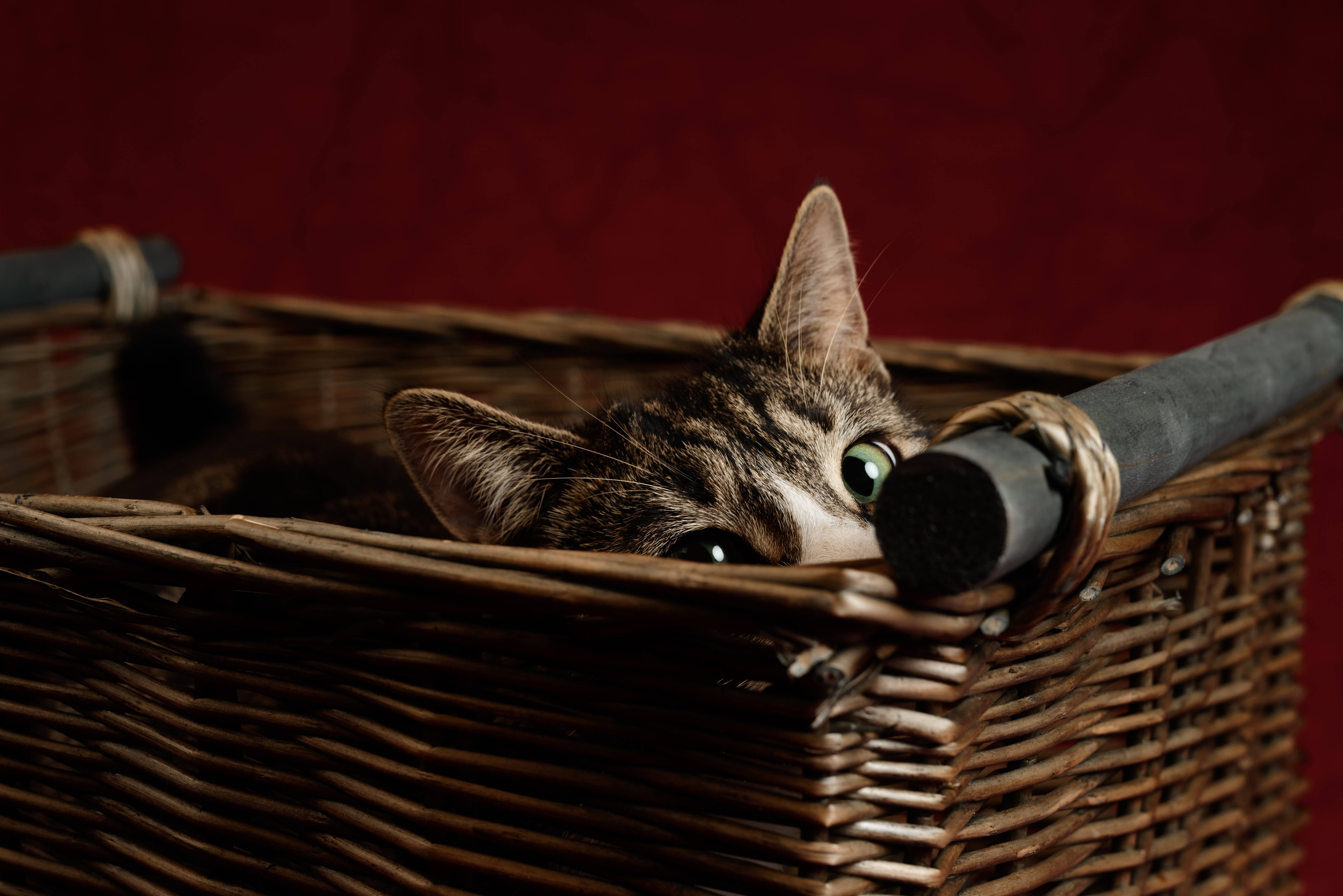 Cute Kitty In A Basket Background