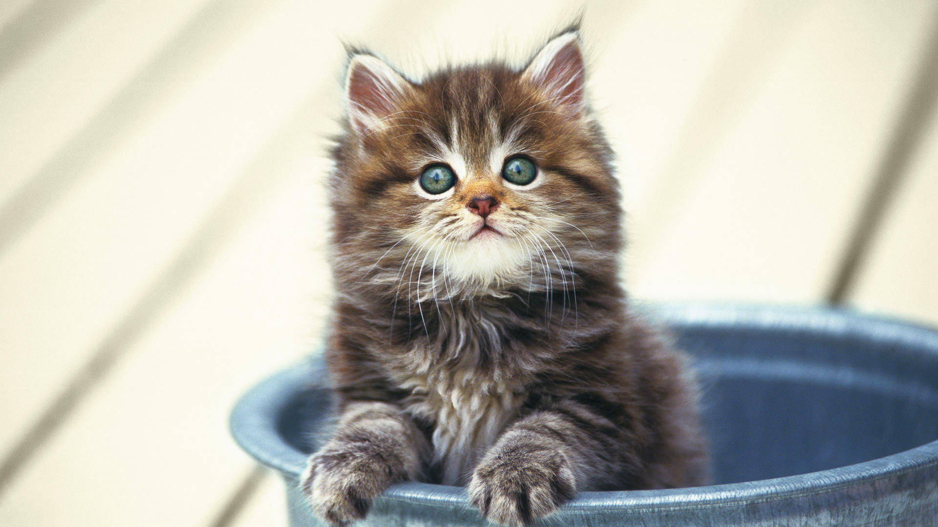 Cute Kitty In Bucket