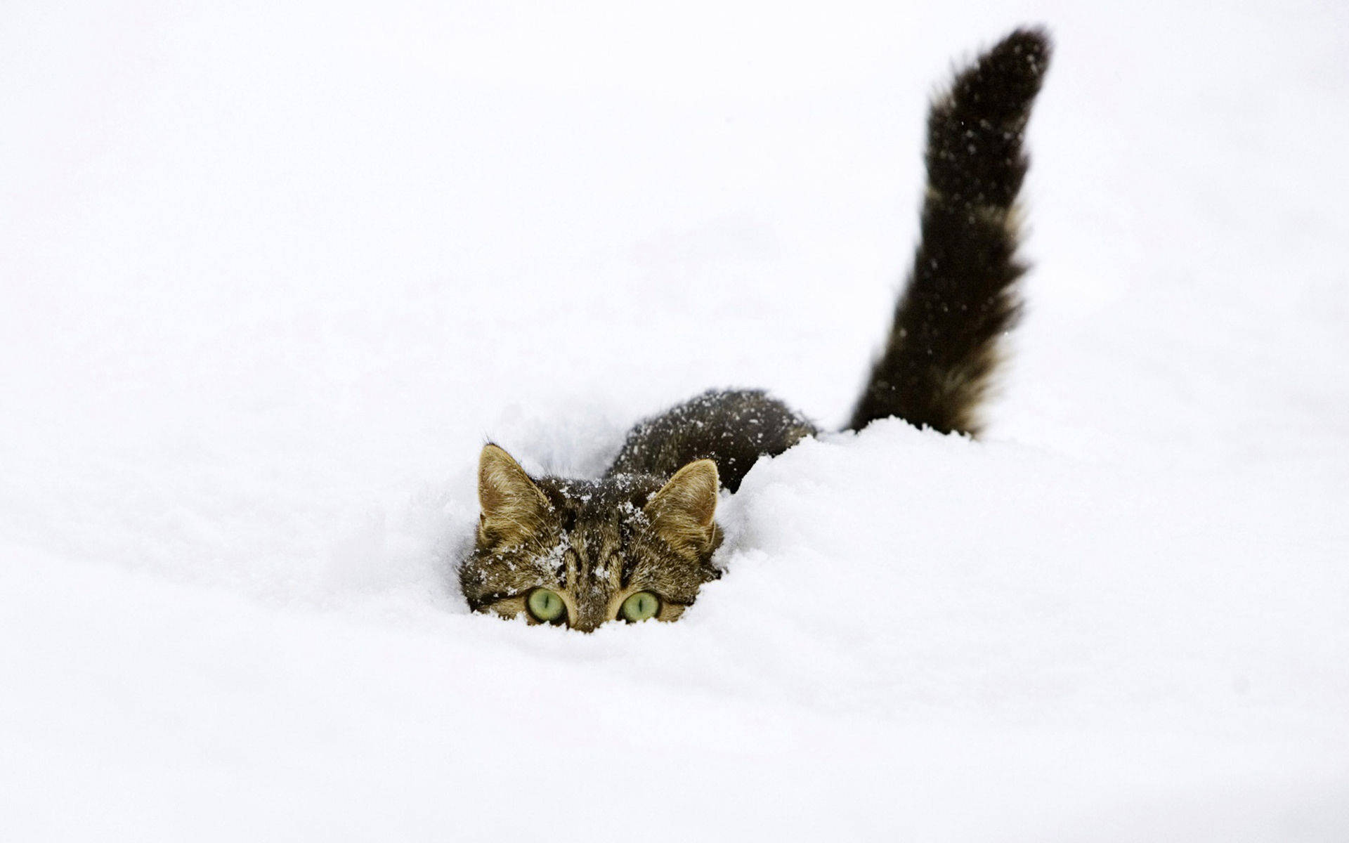 Cute Kitty In Snow