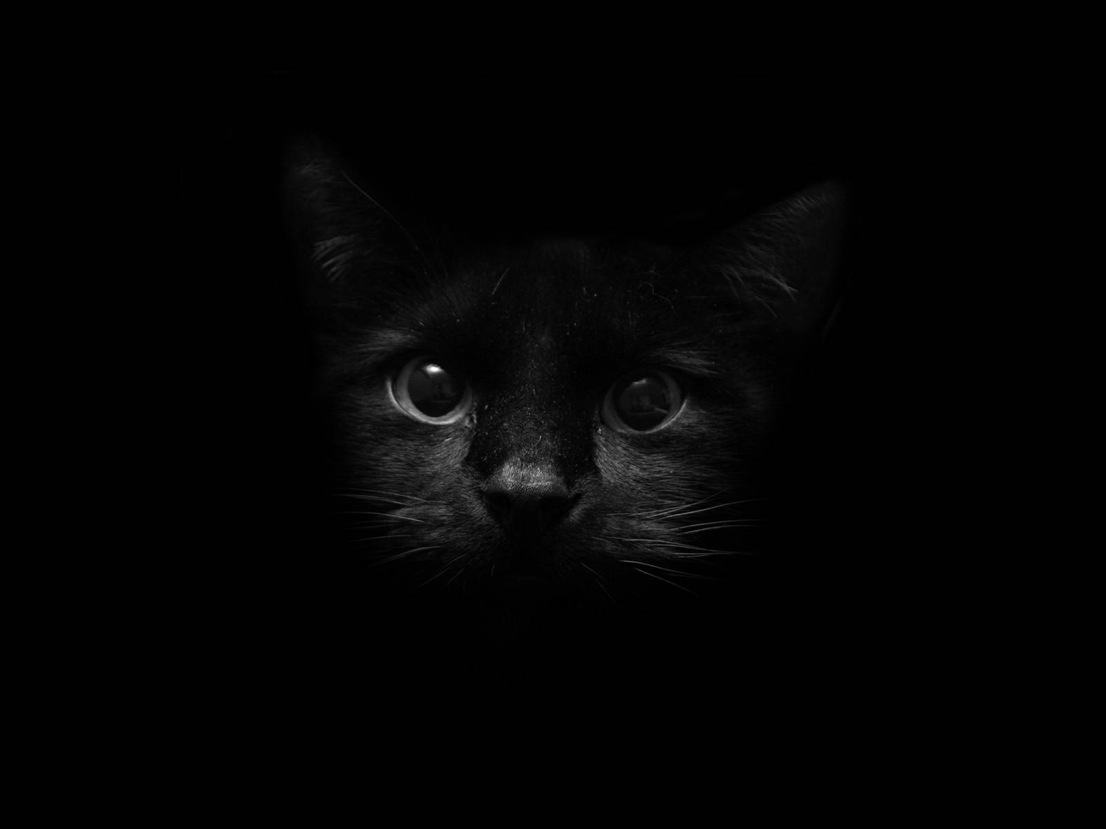 Cute Kitty Minimalistic Screen Art