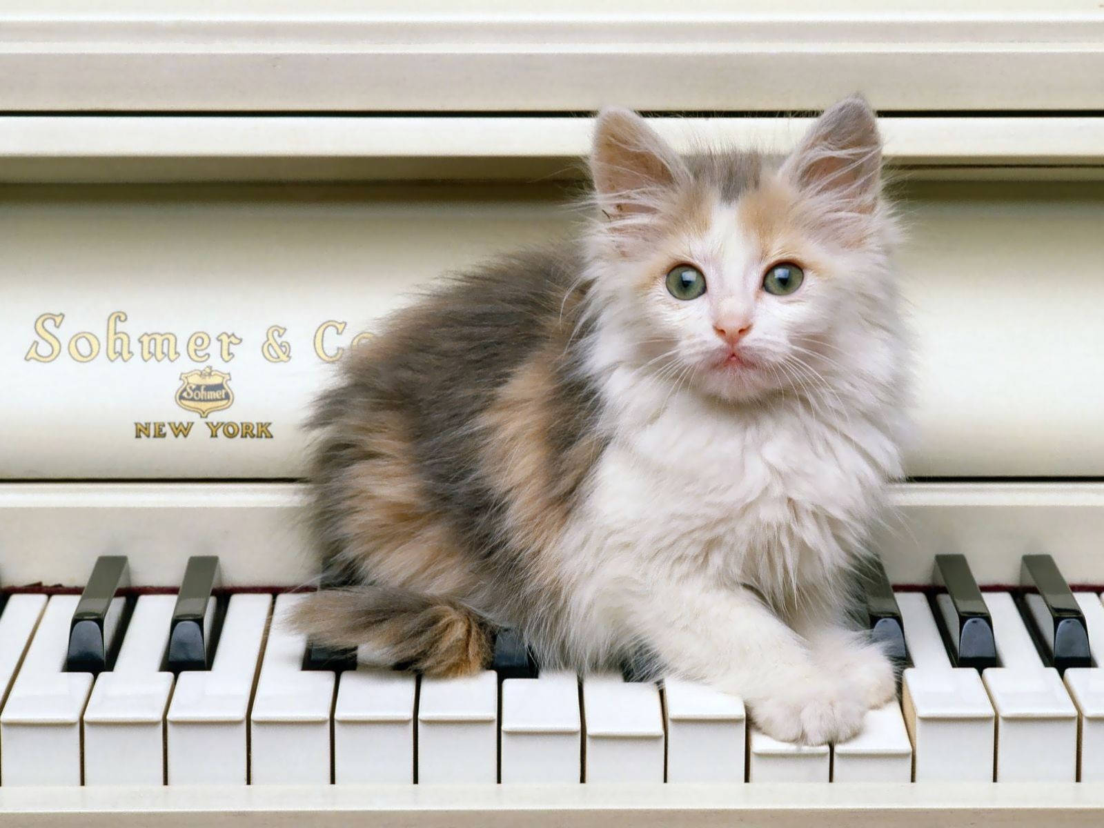 Cute Kitty On Piano Keys