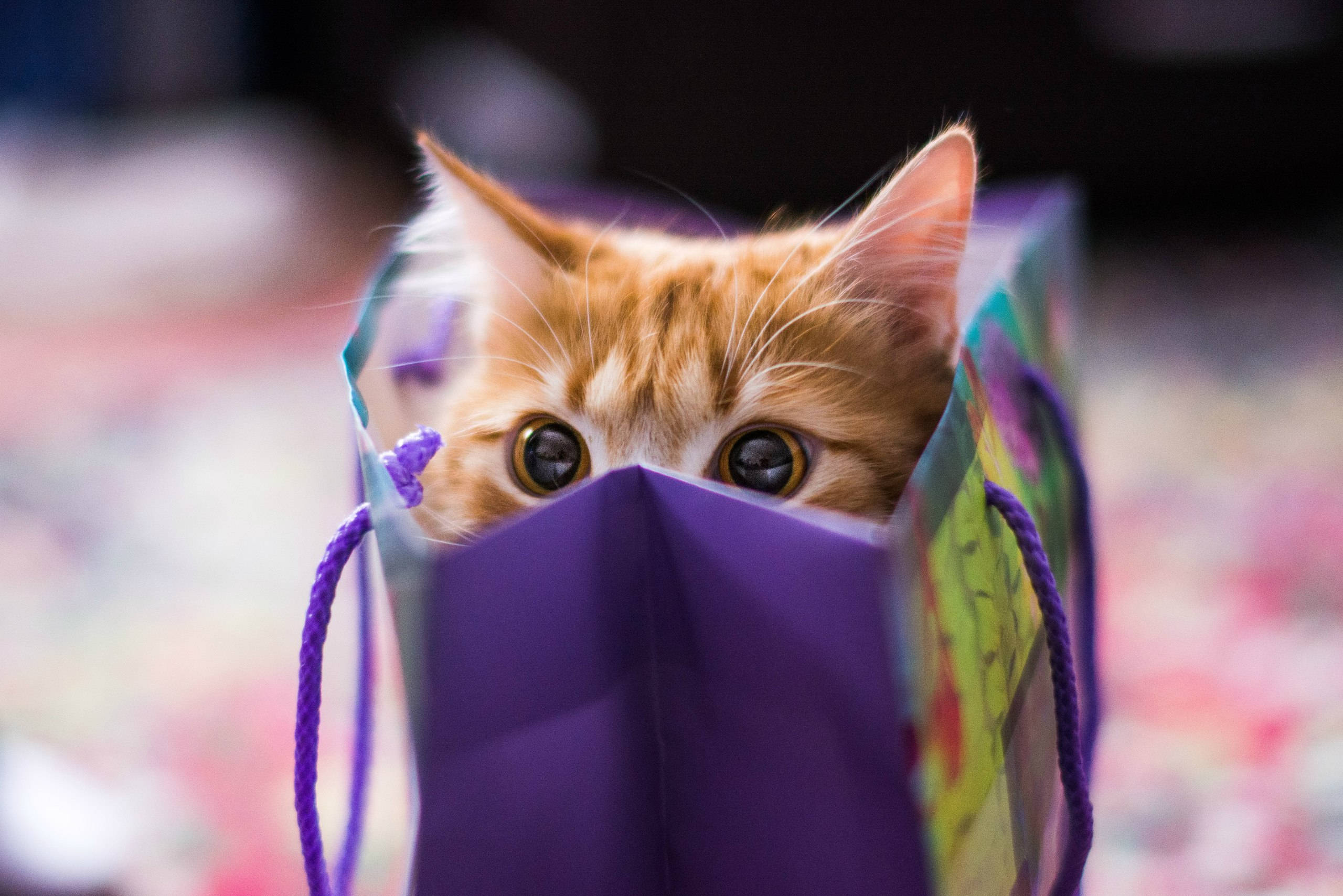 Cute Kitty Playing Peek-a-boo Background