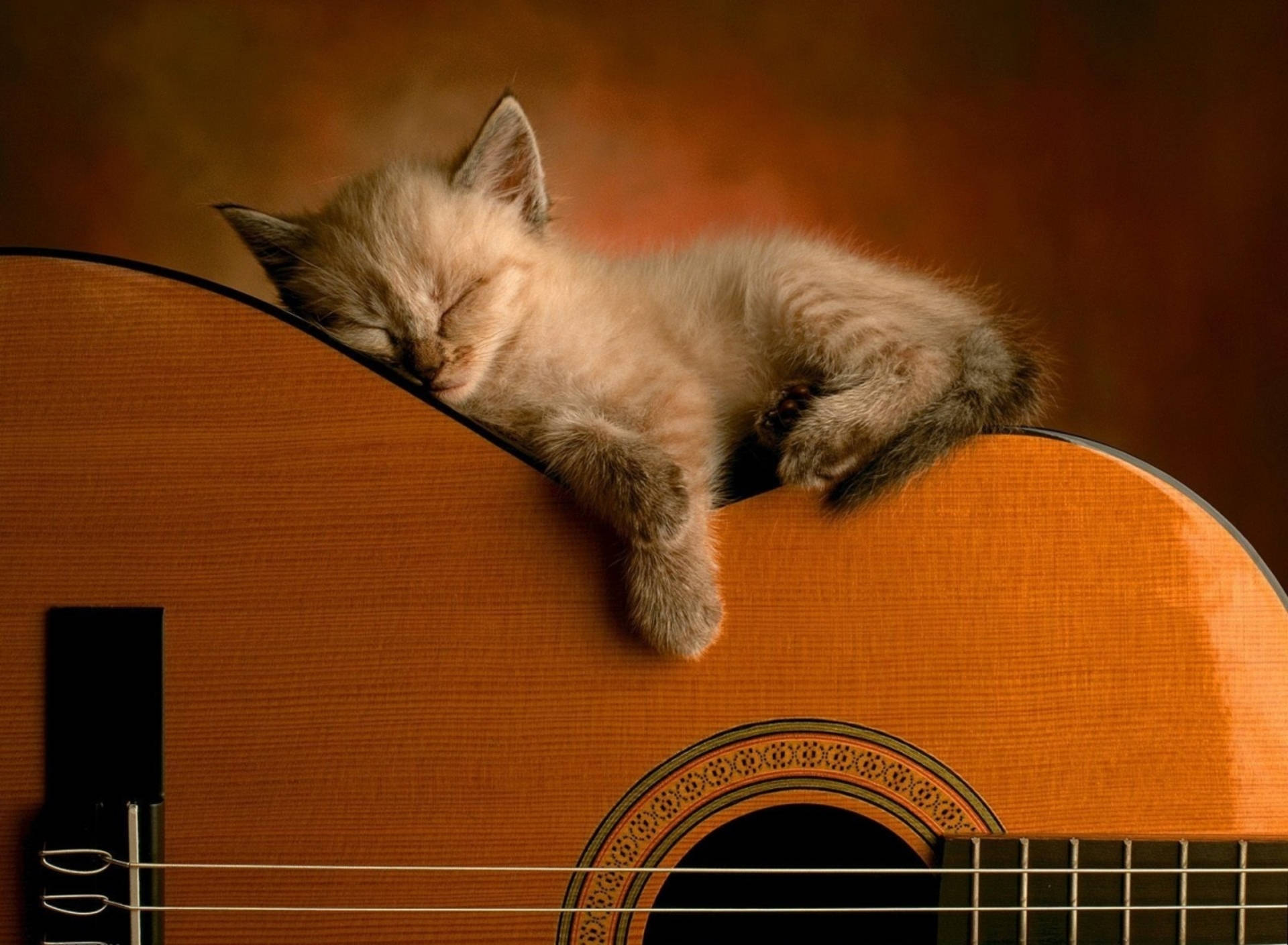 Cute Kitty Sleeping On Guitar