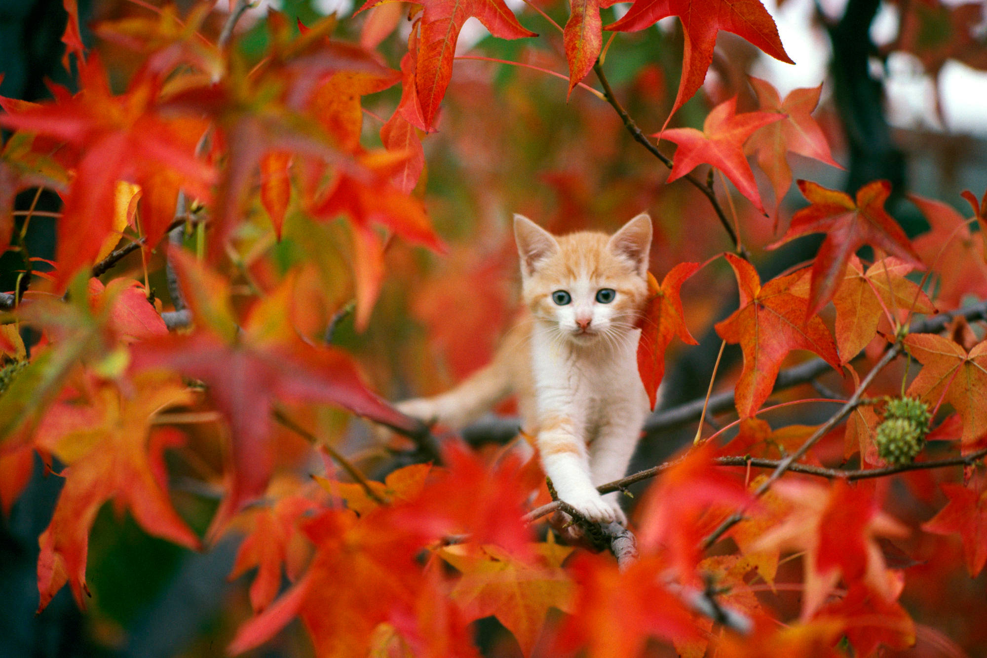 Cute Kitty With Autumn Leaves