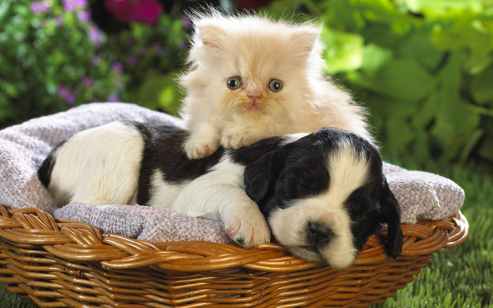 Cute Kitty With Beagle