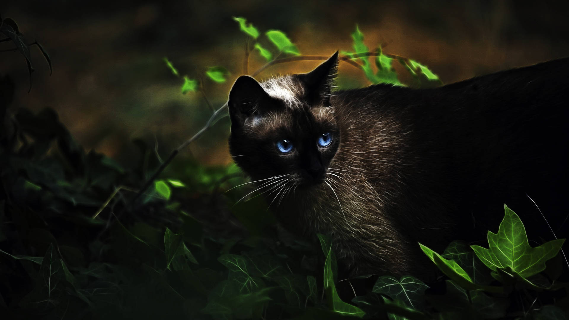 Cute Kitty With Blue Eyes Background