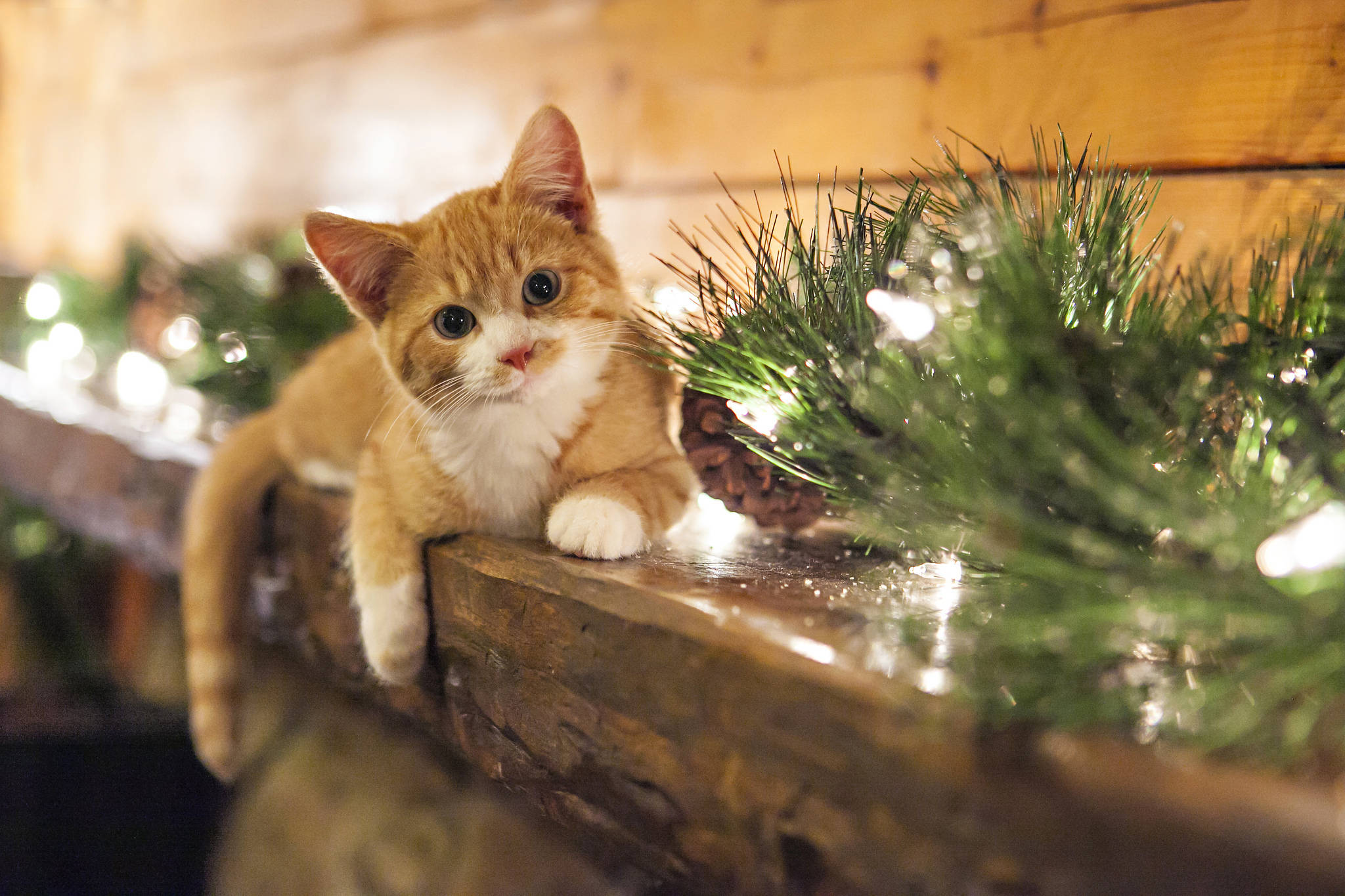 Cute Kitty With Christmas Ornaments Background