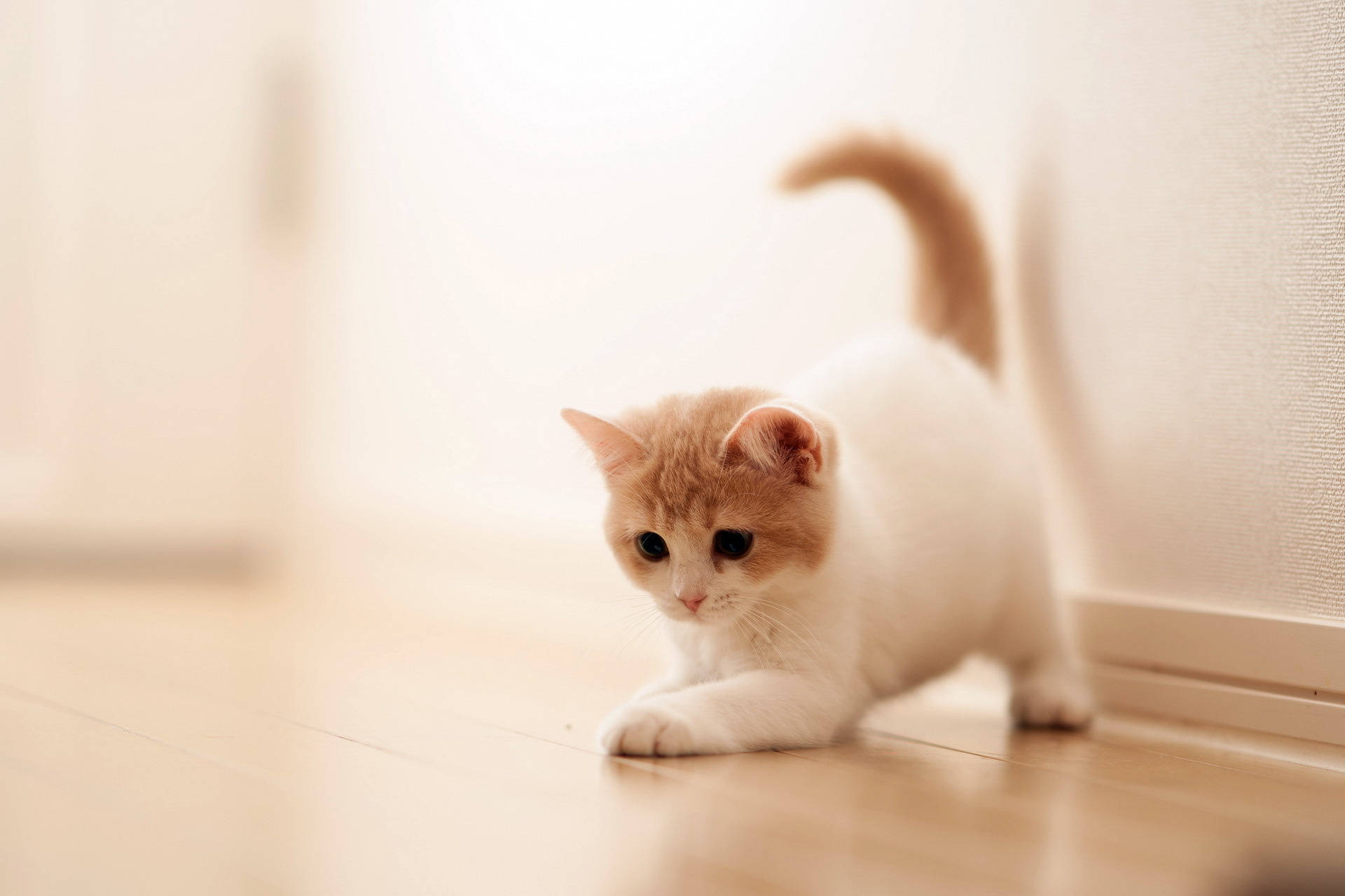 Cute Kitty With Orange Tail