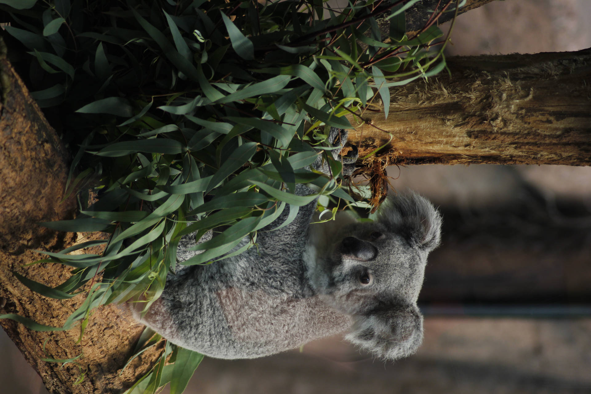 Cute Koala Bear Background