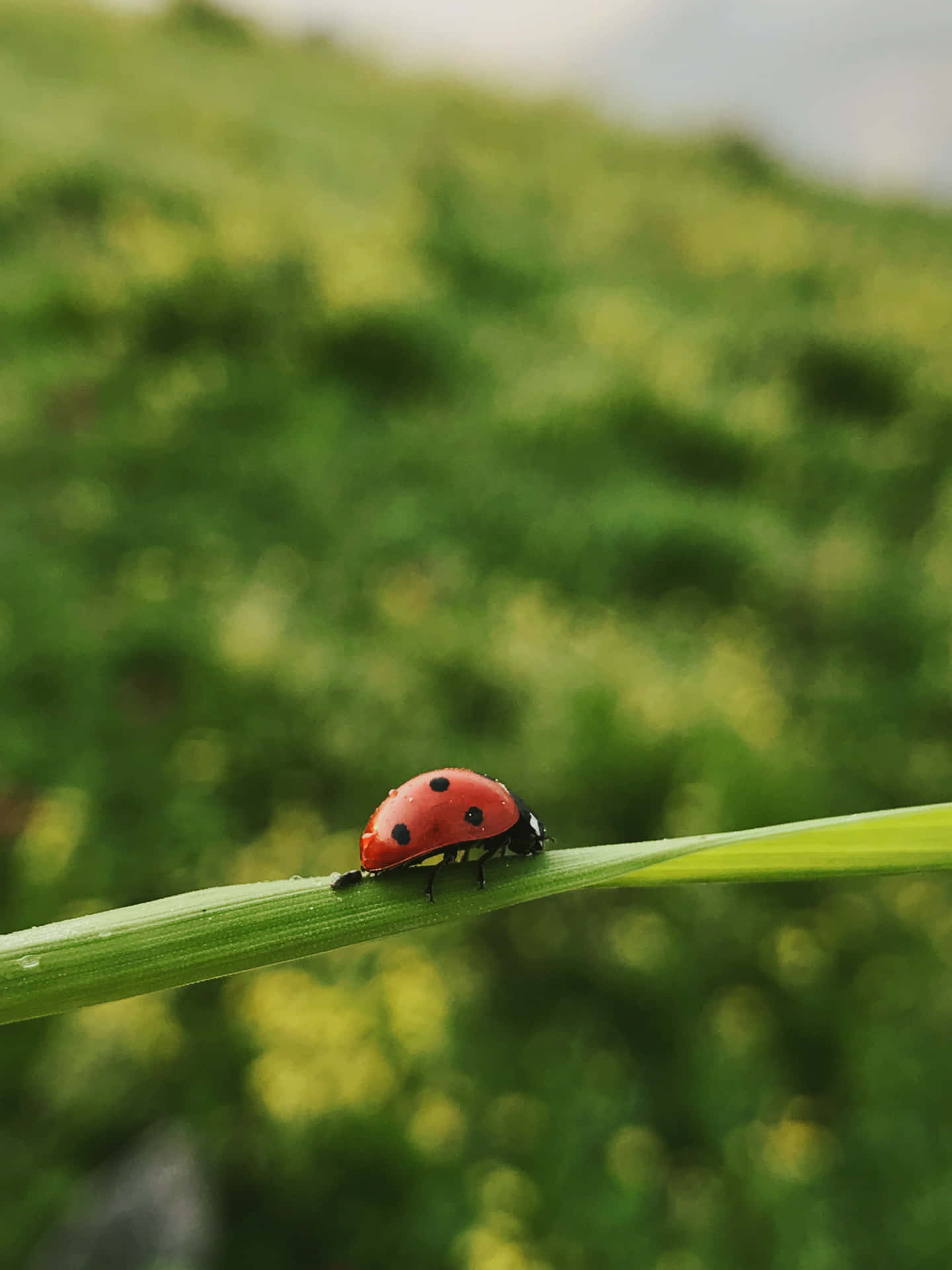 Cute Ladybug Iphone Cover Background