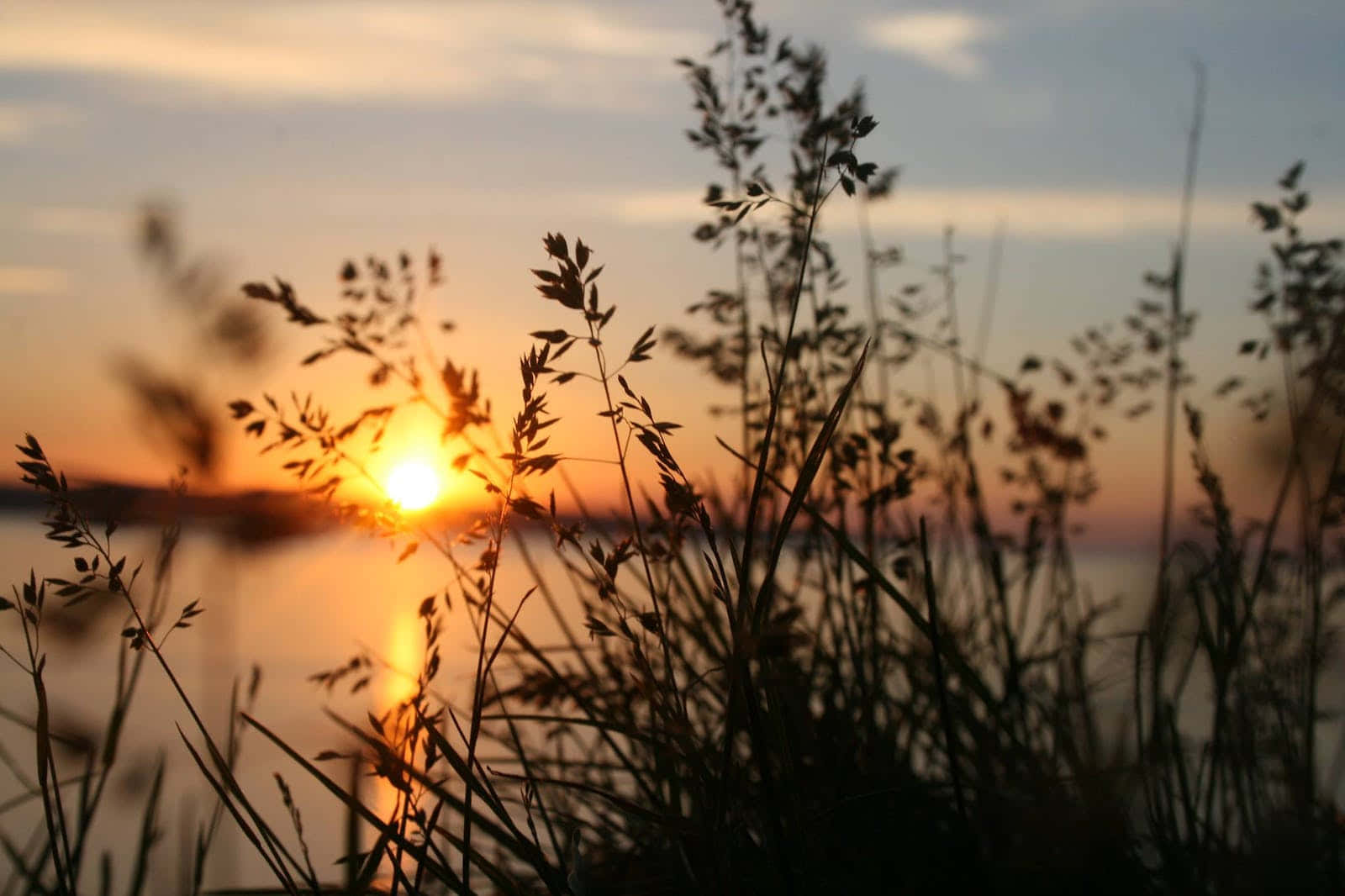 Cute Lake Wildflowers At Sunset