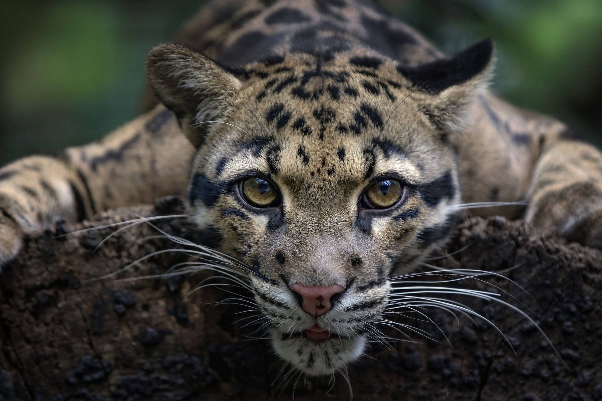 Cute Lazy Clouded Leopard Hd Background