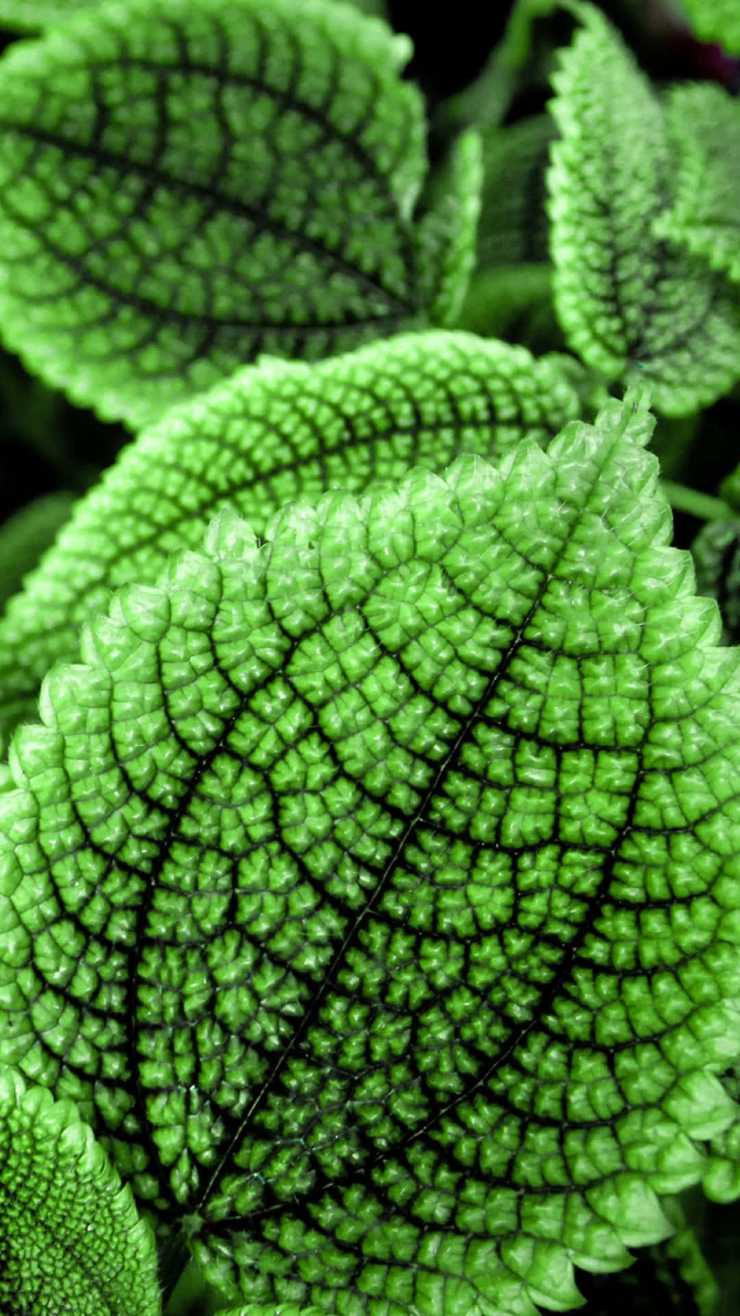 Cute Leaves Pilea Moon Valley Leaves