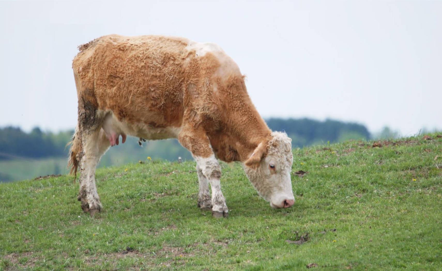 Cute Light Brown Cow On A Hill Background