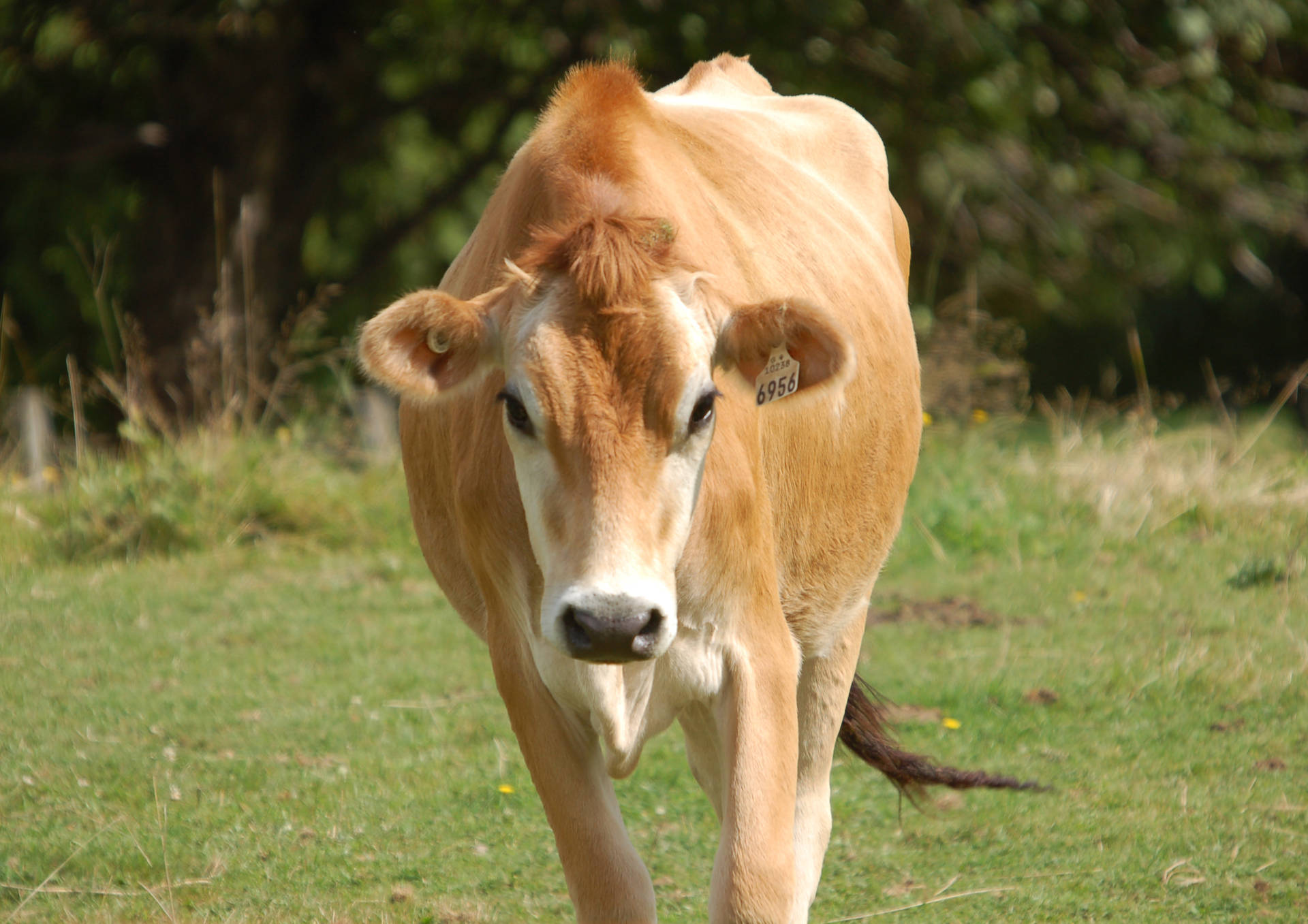 Cute Light Brown Cow On Grass Background