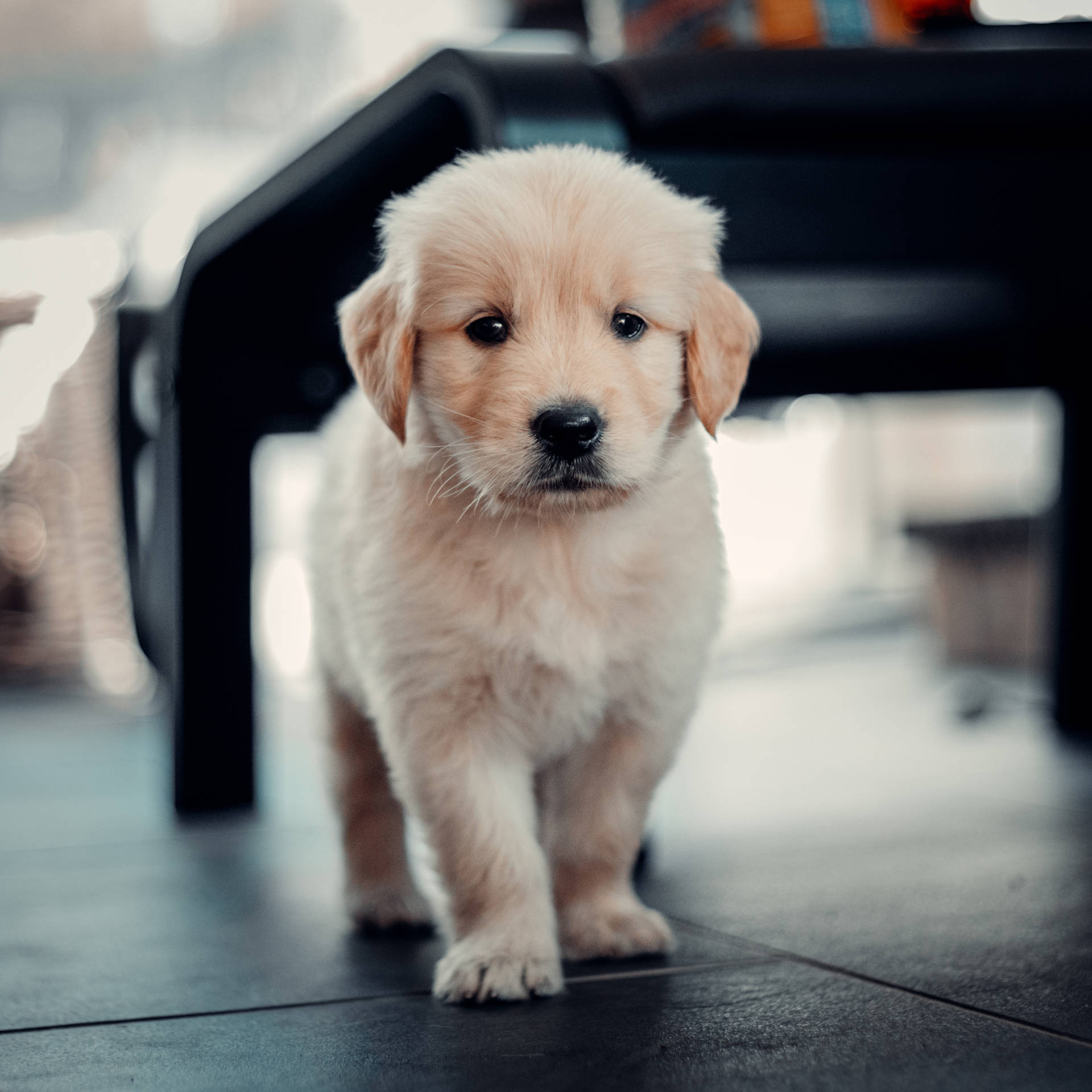 Cute Light Golden Retriever Puppy Background