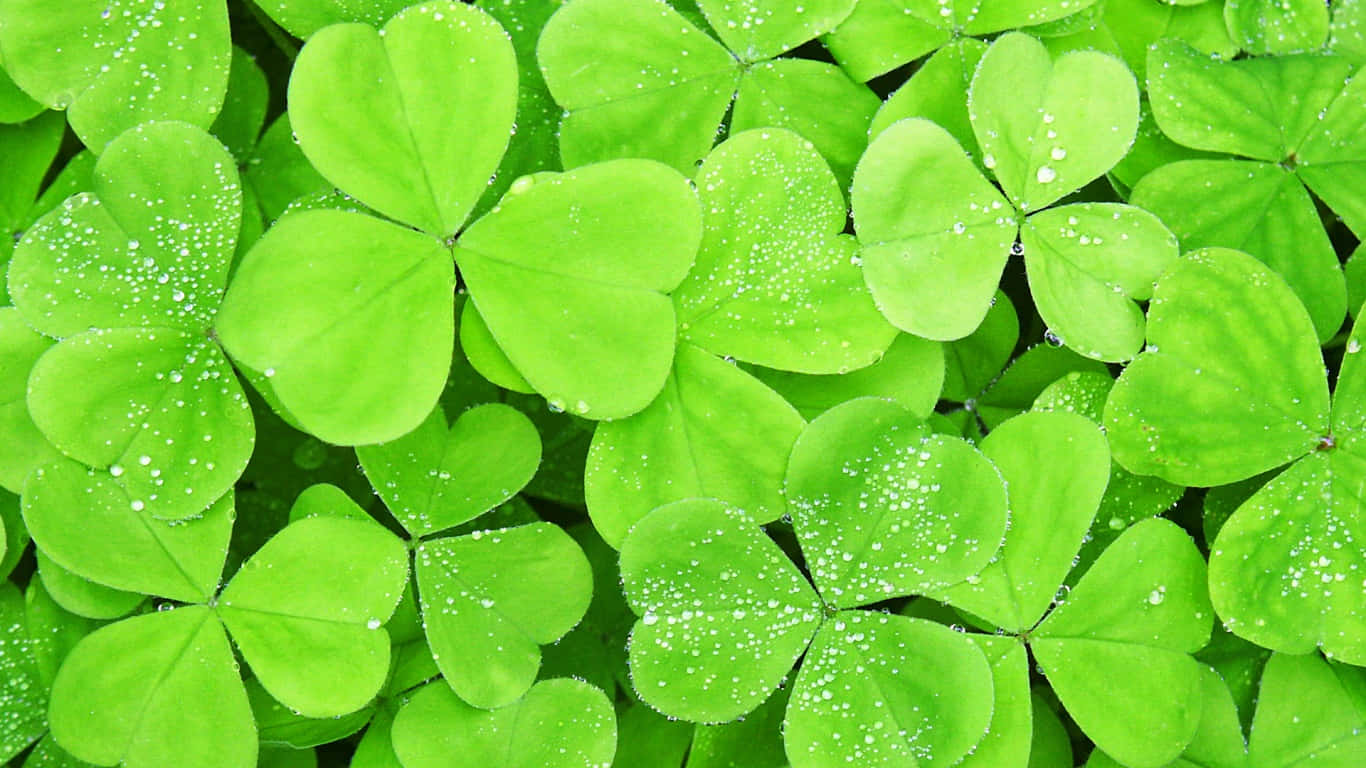 Cute Light Green Clover Leaves Background