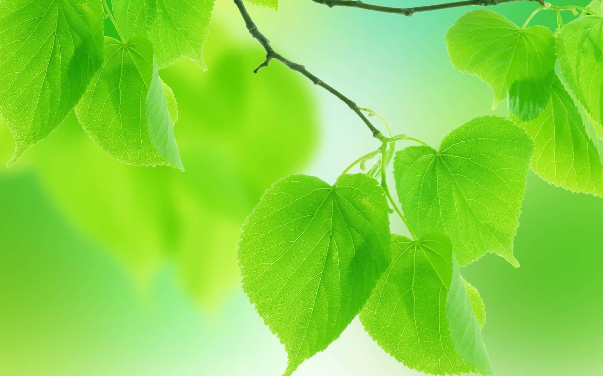 Cute Light Green Leaves Background