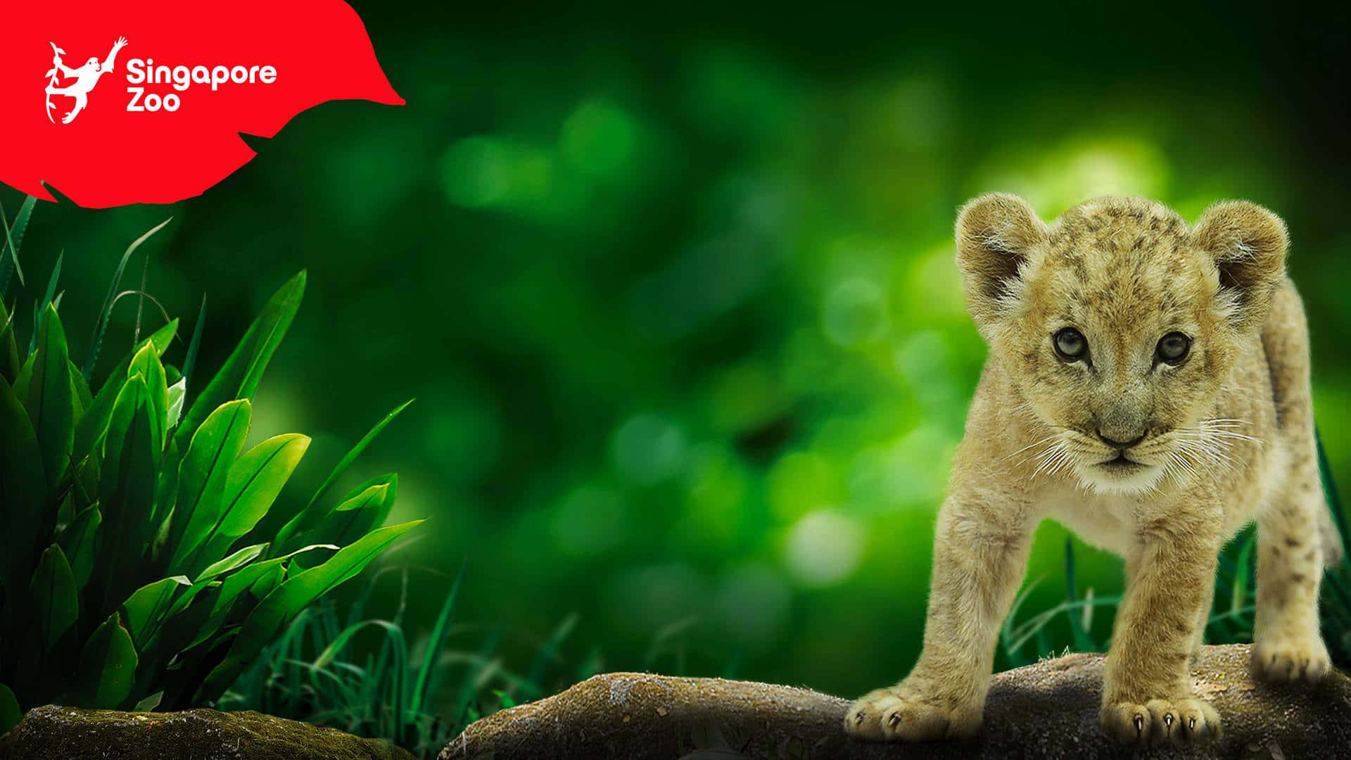 Cute Lion Cub In Singapore Zoo Background