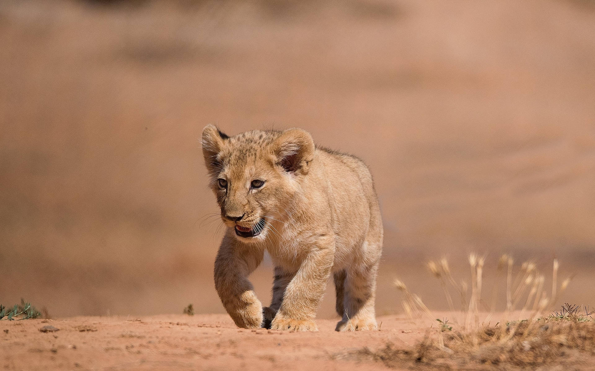 Cute Lion Cub Background
