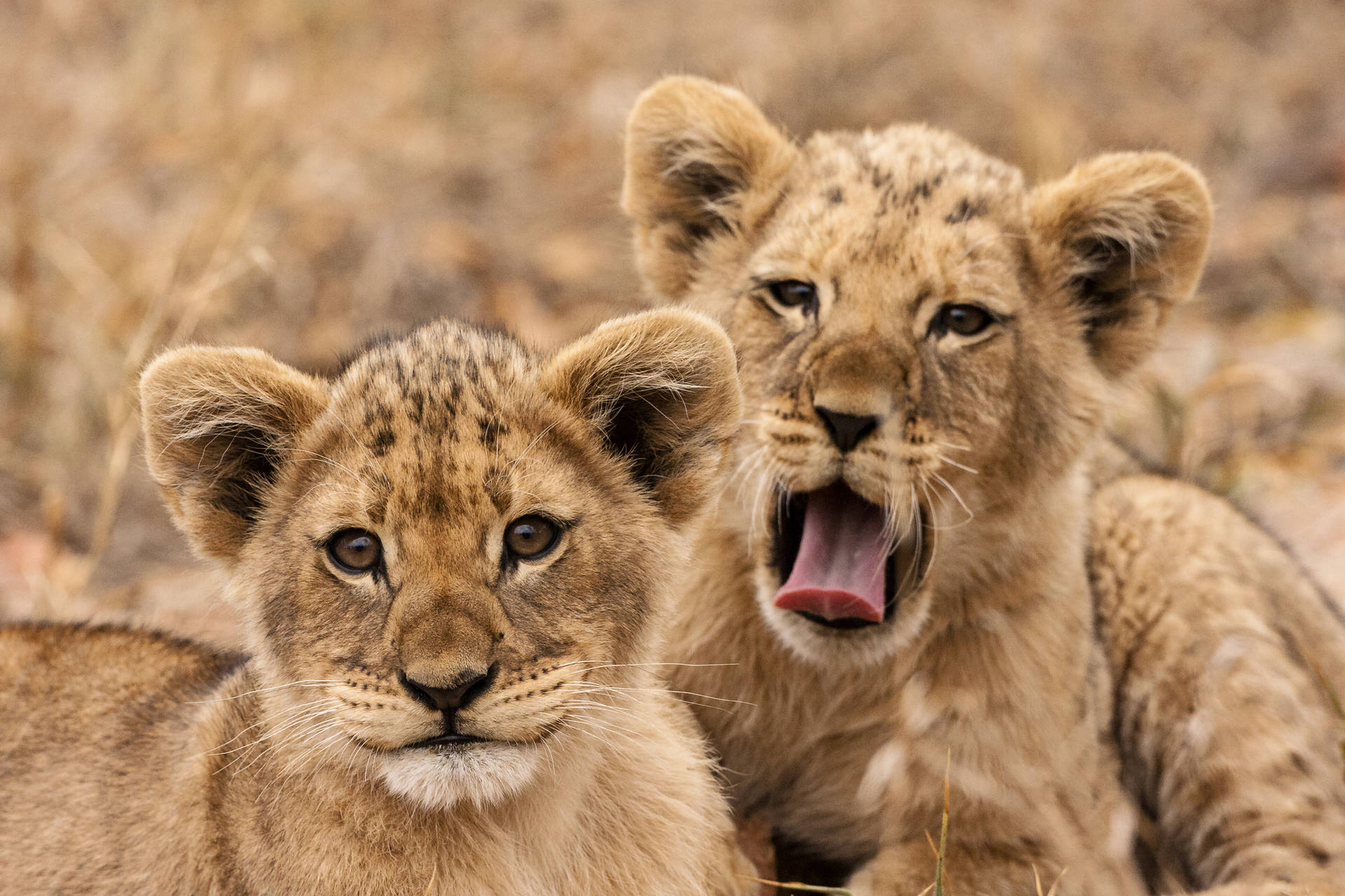 Cute Lion Cubs Background