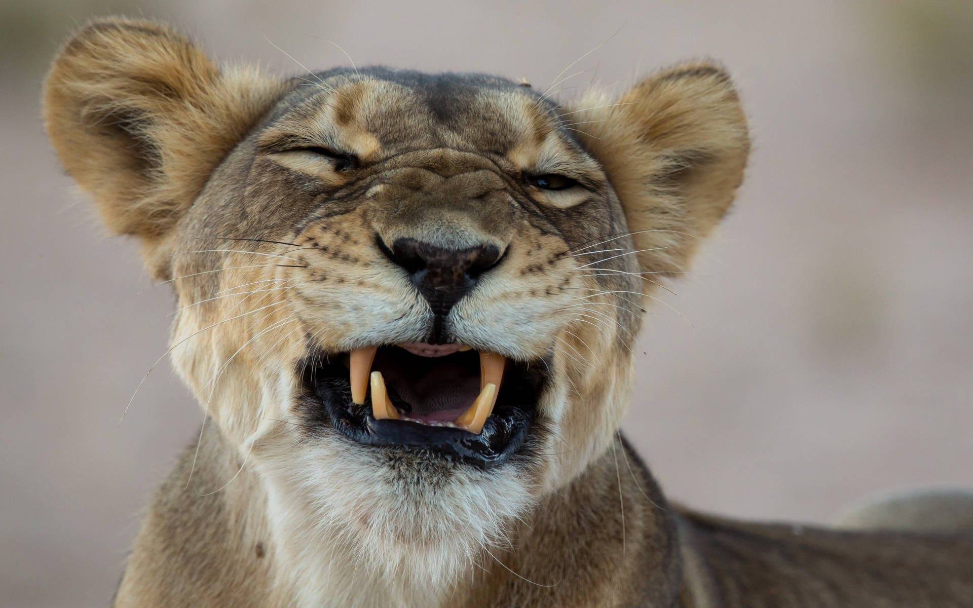 Cute Lion Smile