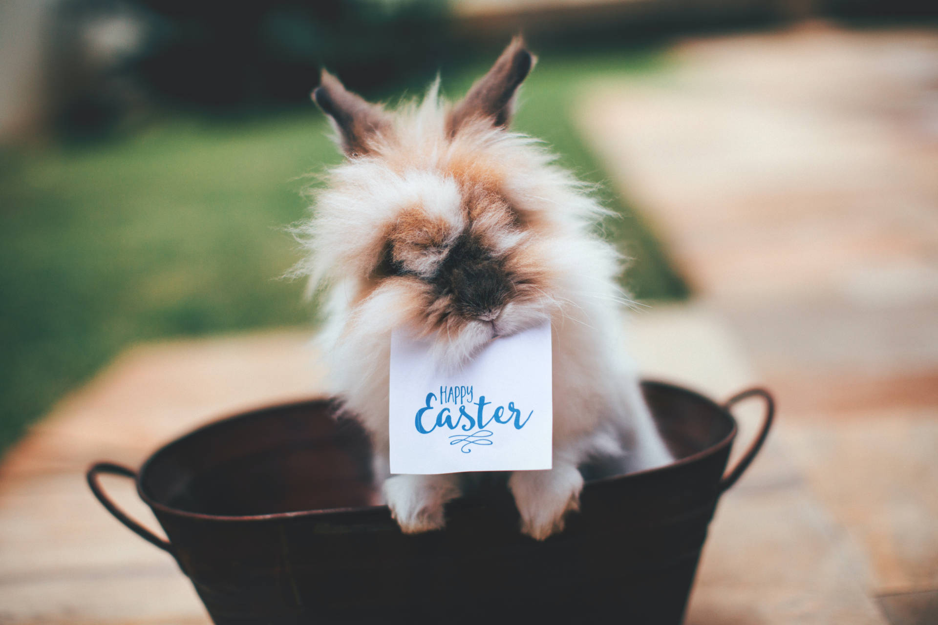 Cute Lionhead Rabbit Biting A Happy Easter Banner Background