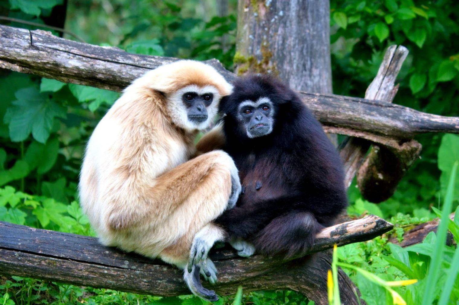 Cute Little Gibbons Background