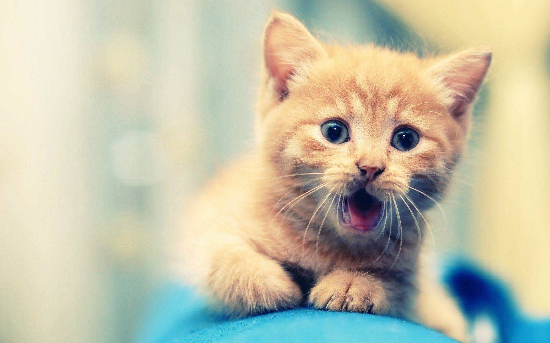 Cute Little Kitten Animal Portrait