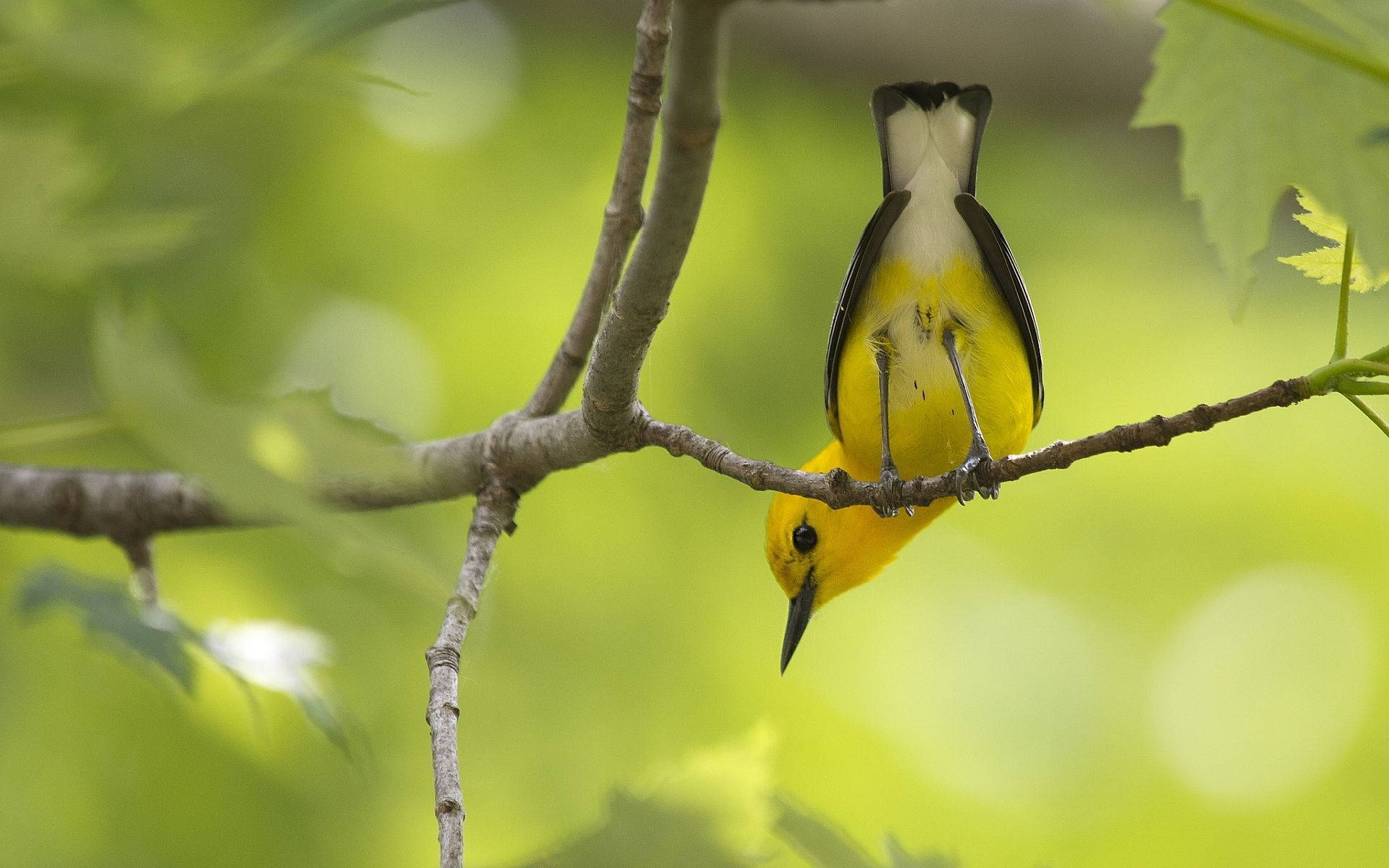 Cute Little Yellow Bird Background