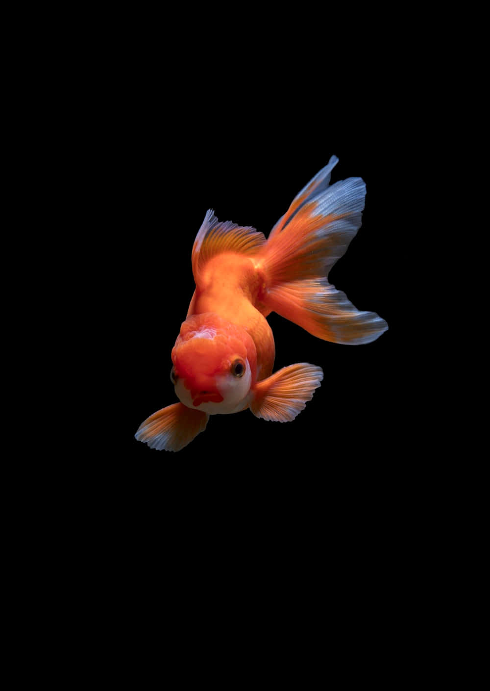 Cute Live Gold Fish Background