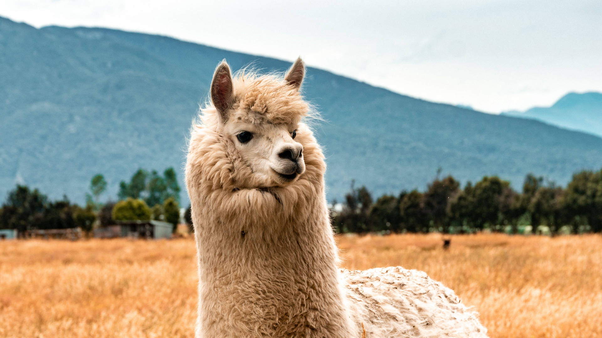 Cute Llama Looking Background