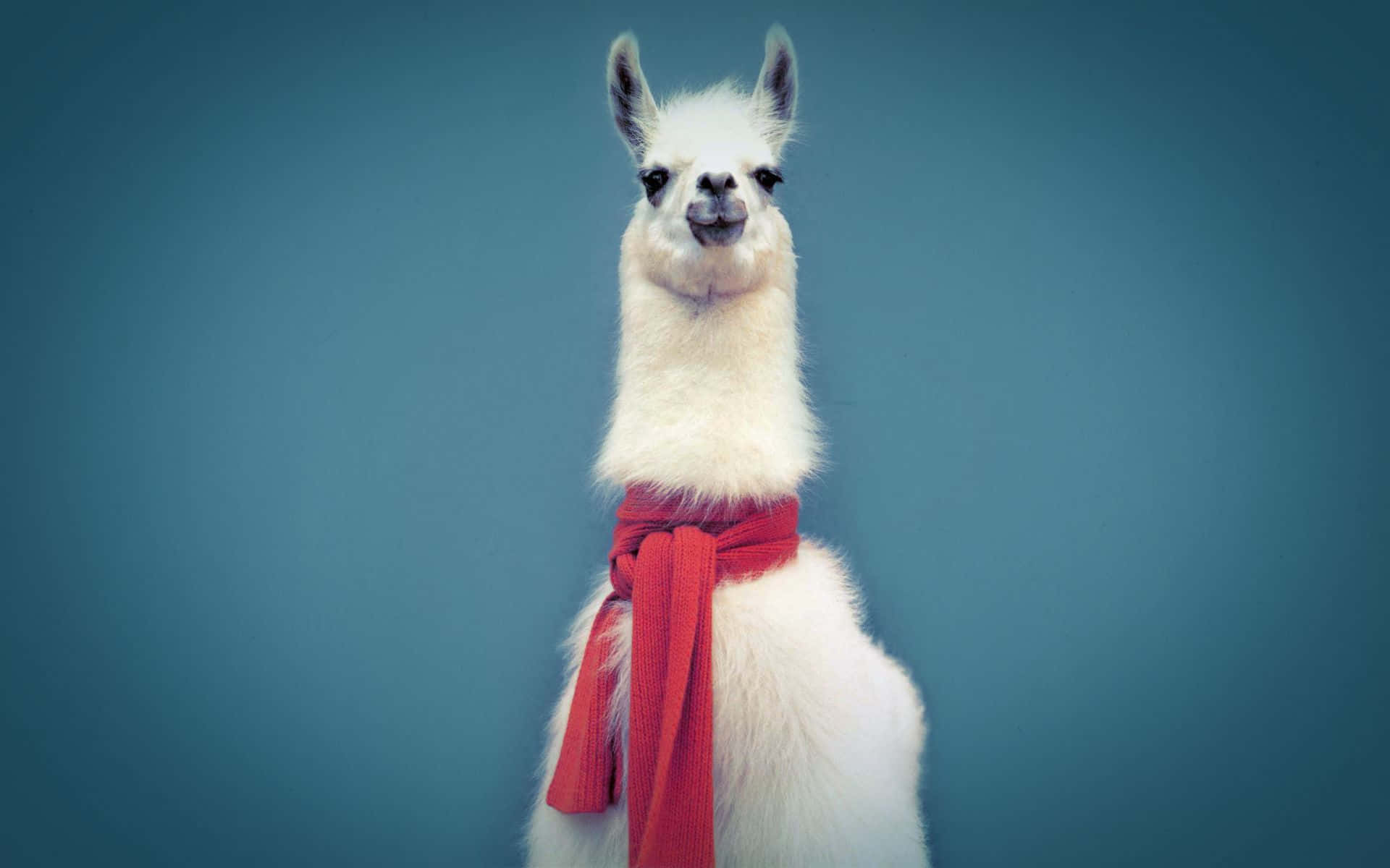 Cute Llama With Red Scarf Background