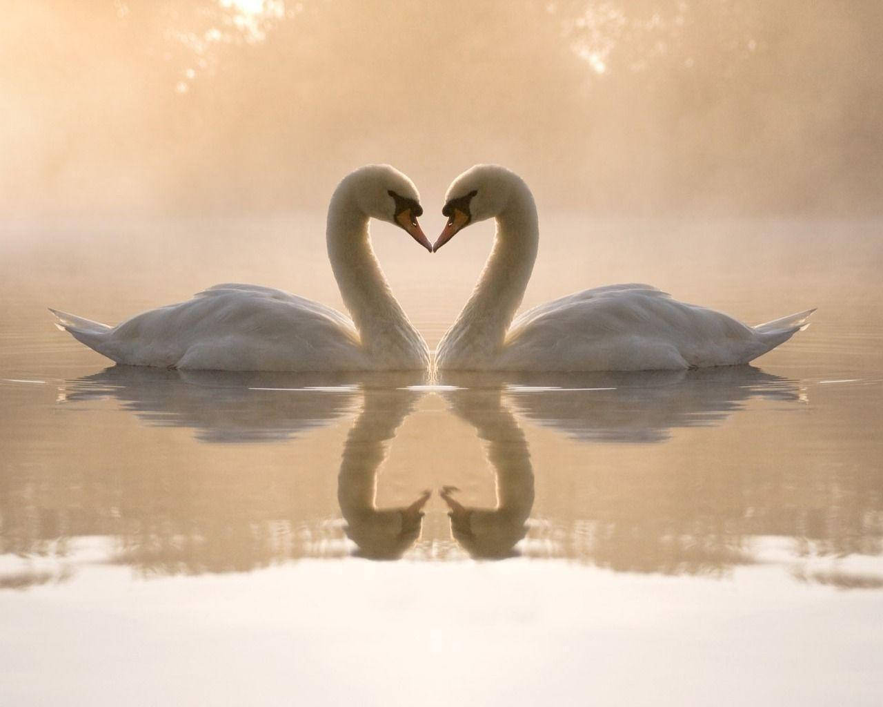 Cute Love Geese On Lake Background