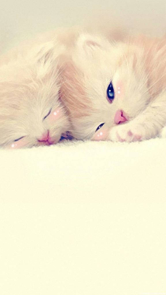 Cute Love Two Kittens Background