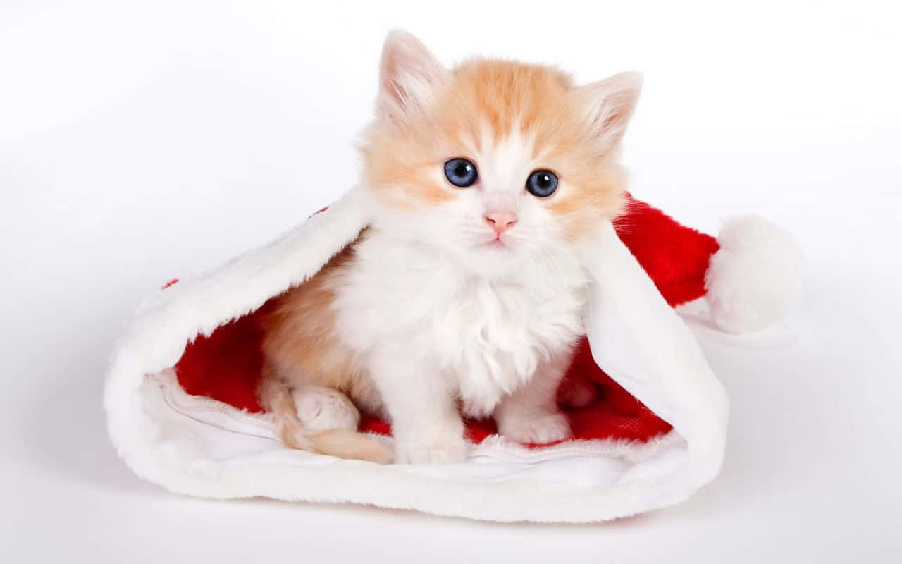 Cute Mac 1280 X 800 Background