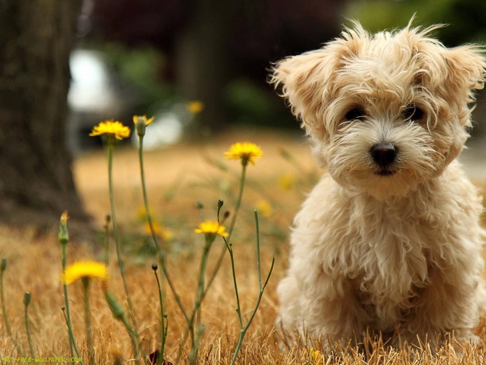 Cute Maltese Puppy On Grass Background