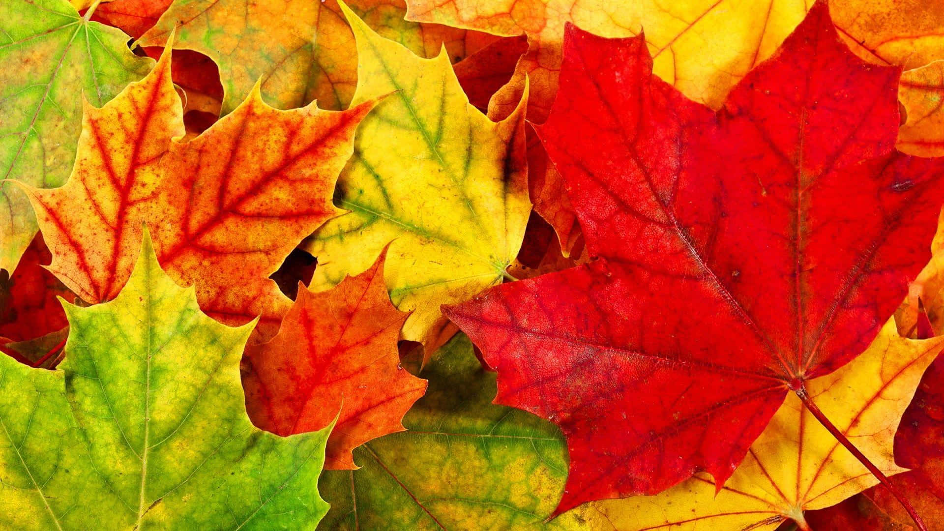 Cute Maple Leaves Assorted Colors Background