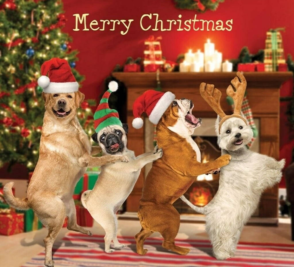Cute Merry Christmas Funny Dogs Background