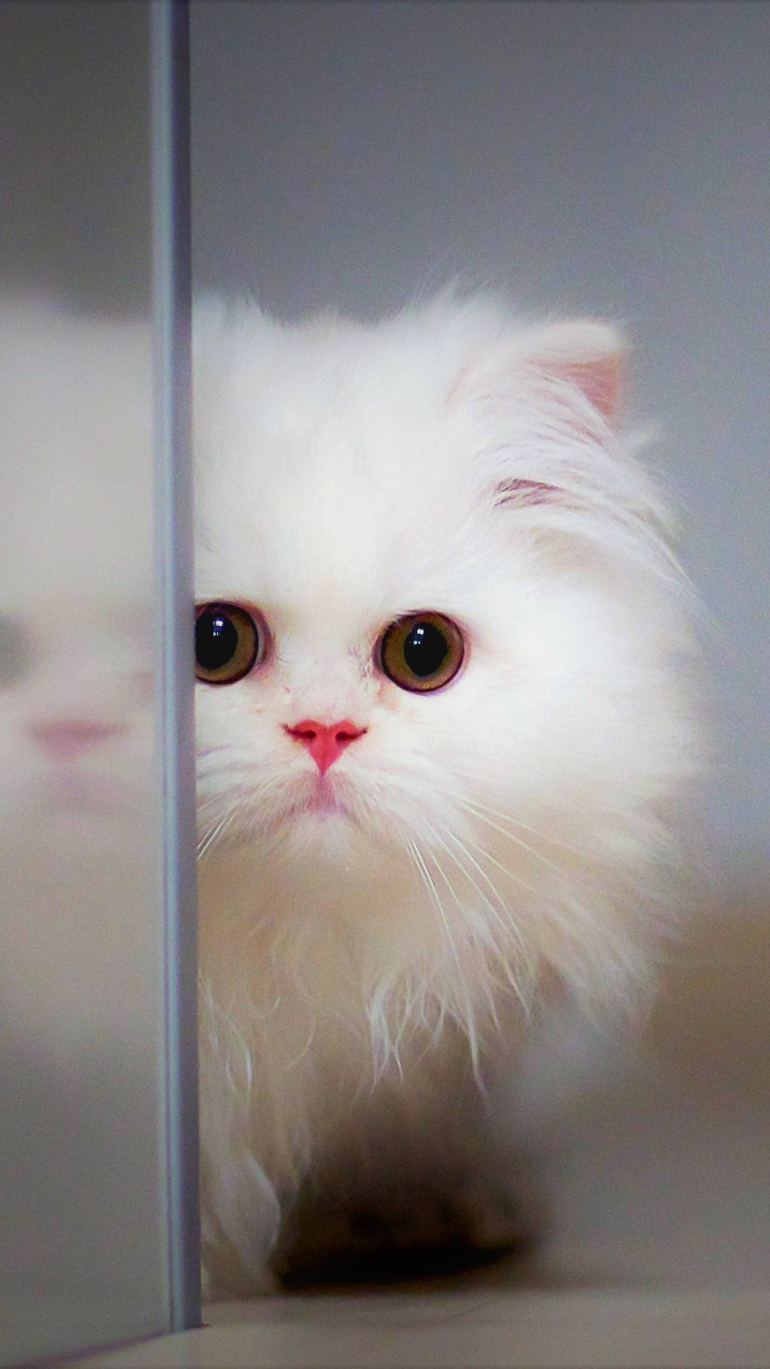 Cute Mobile White Kitten