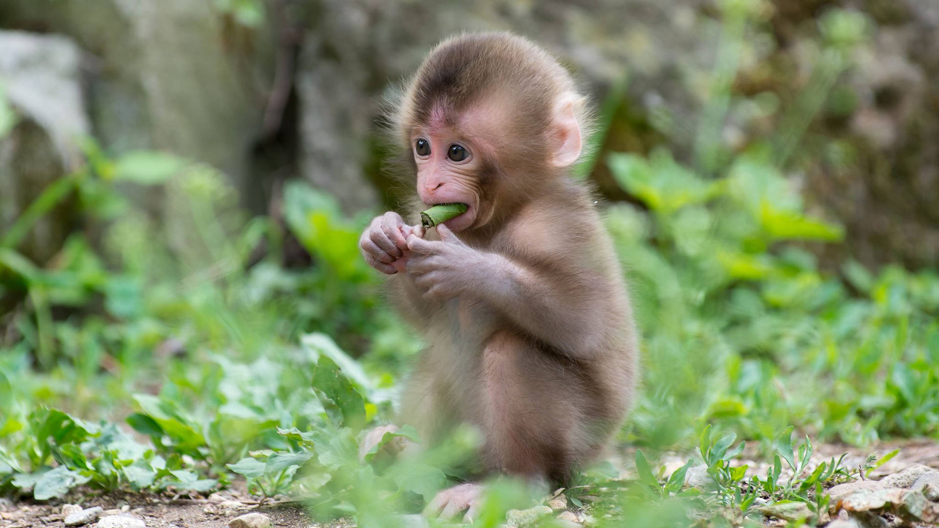 Cute Monkey Eating Leaf Background
