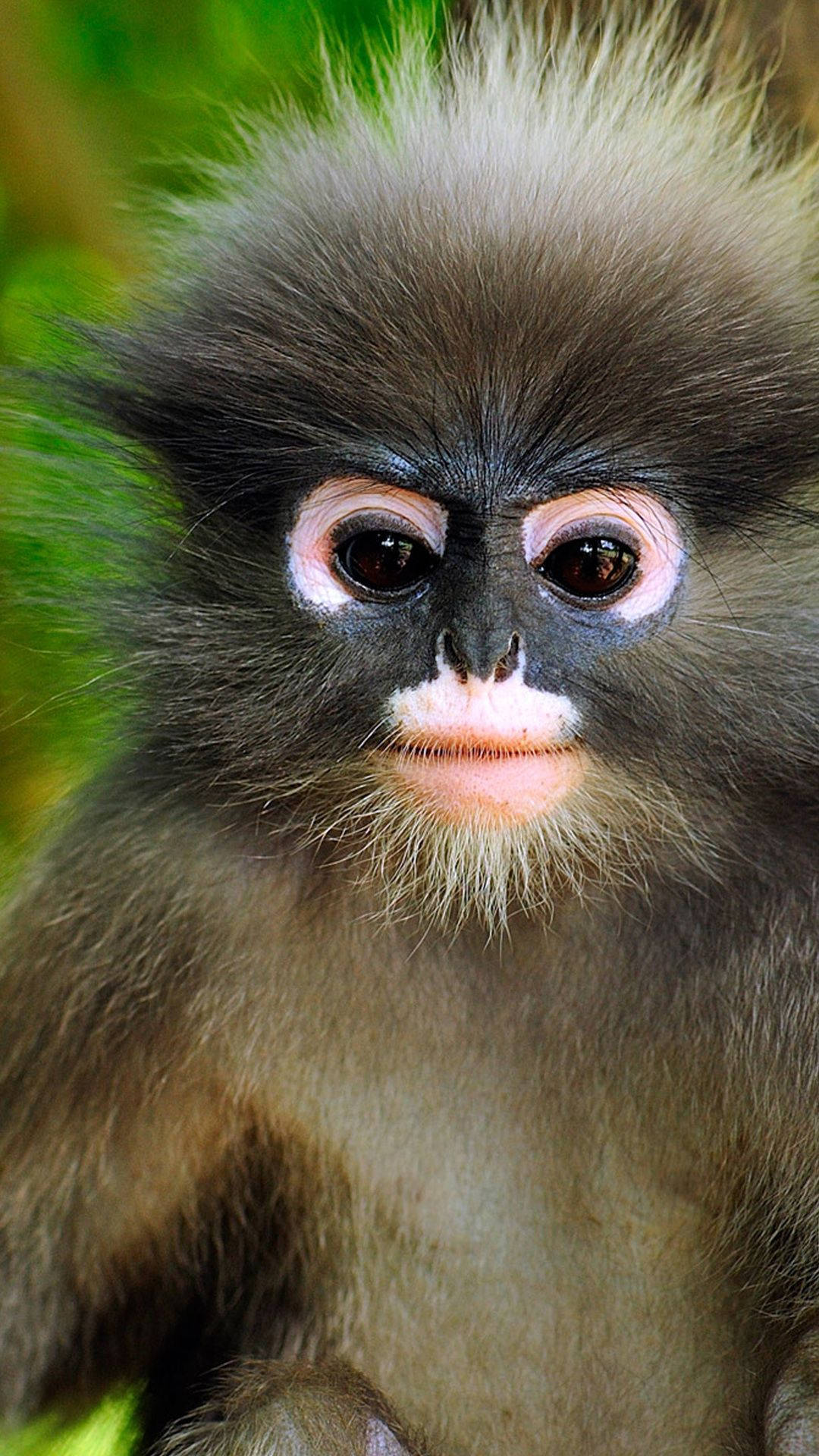 Cute Monkey Furry Face Background