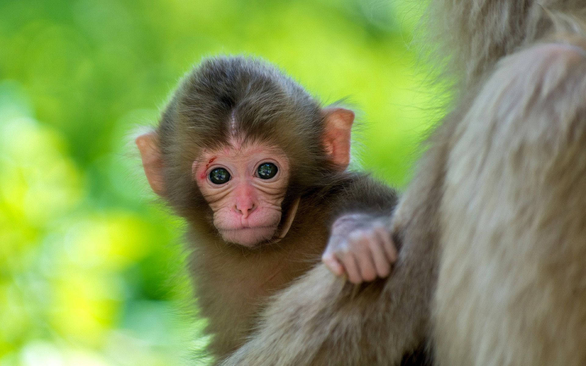 Cute Monkey Gaze