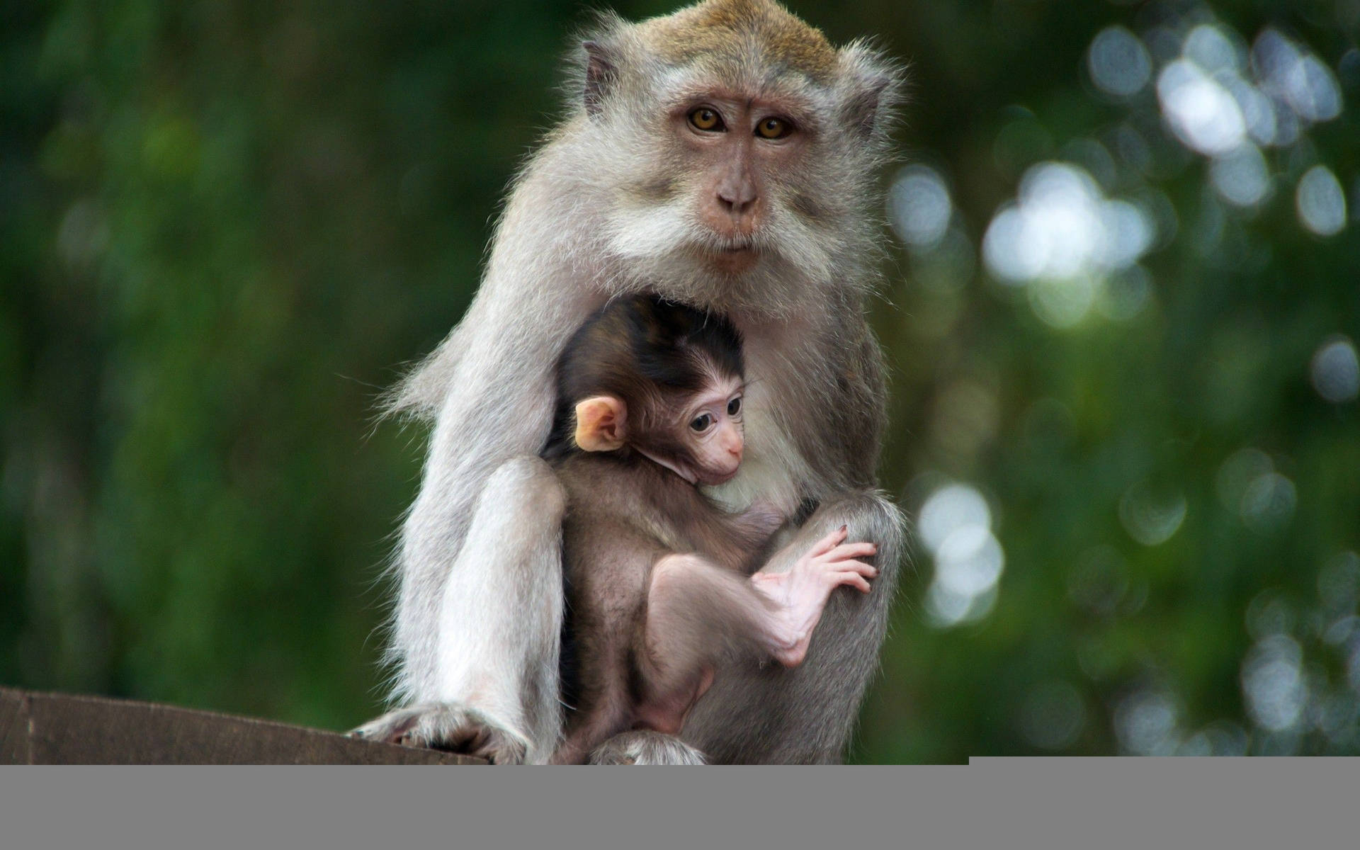 Cute Monkey Hiding With Its Mother Background