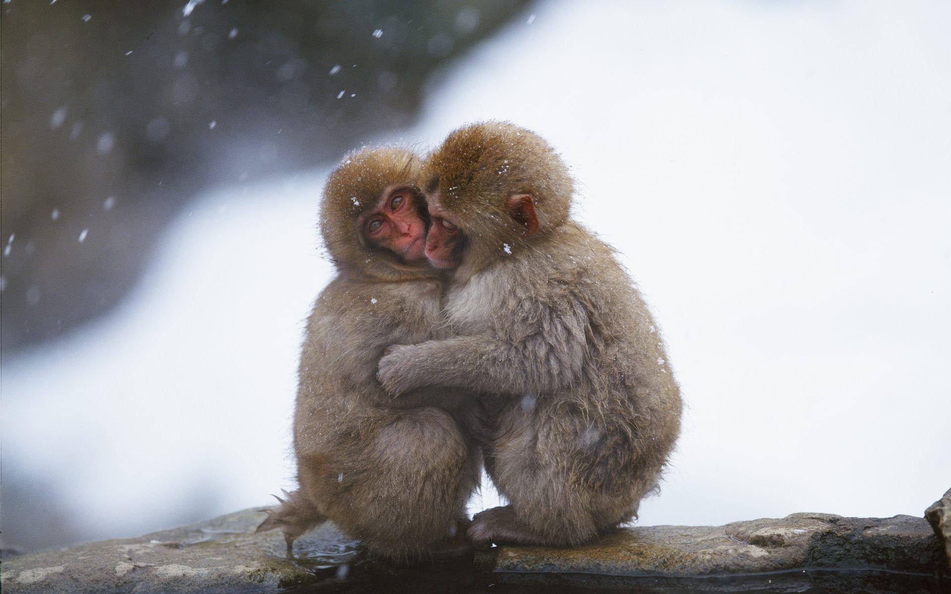 Cute Monkey Hugging Background