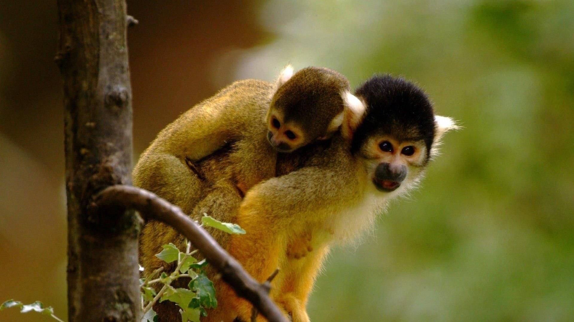 Cute Monkey Mother And Baby